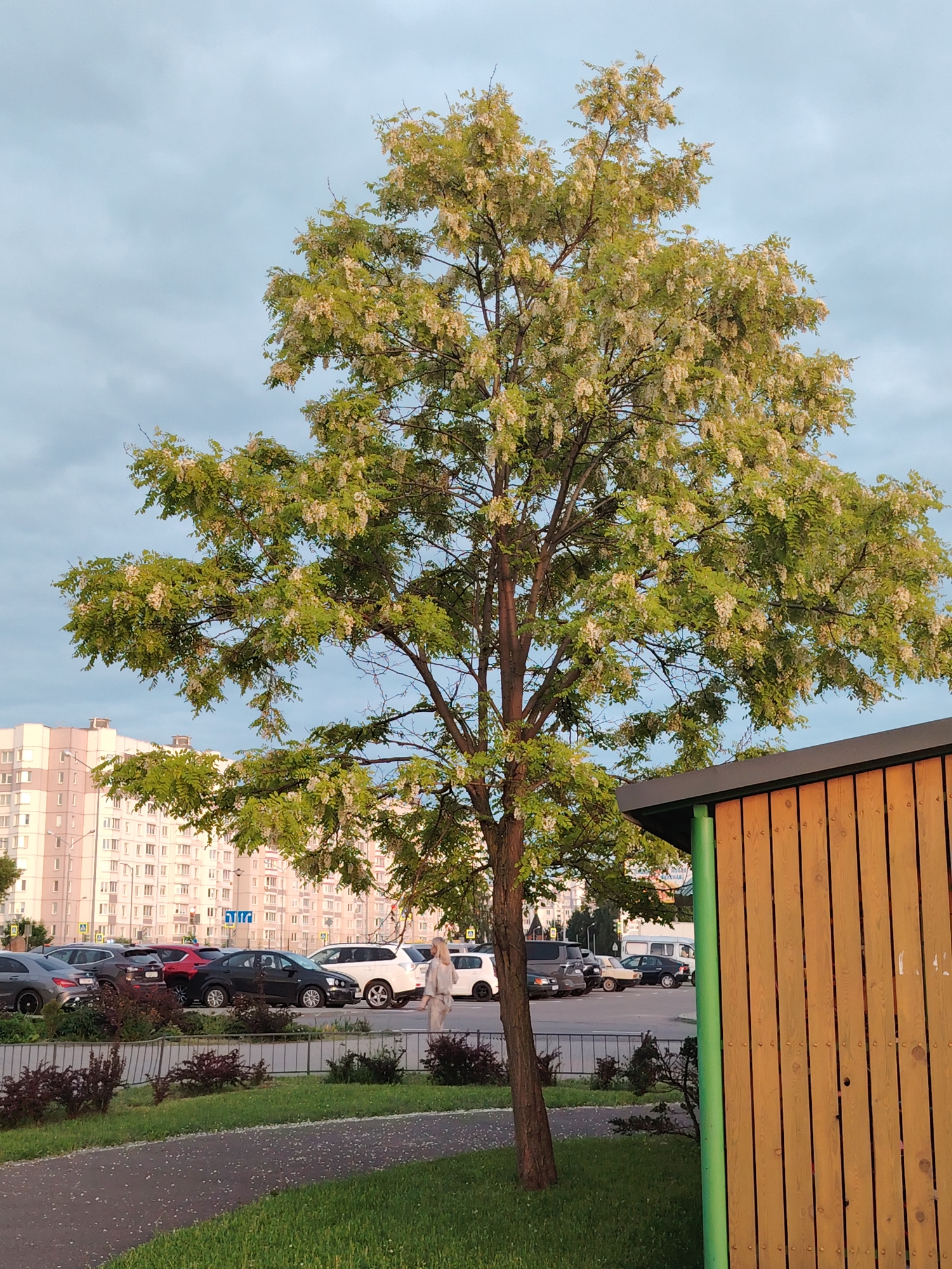 The image depicts an urban-suburban street scene in Бараўлянскі сельскі Савет, Belarus, under an overcast sky. A large, mature deciduous tree, likely a black locust, occupies the central frame, densely covered in green foliage and clusters of white to pale yellow blossoms. Numerous fallen blossoms are scattered across the green grass and paved path in the foreground.
In the mid-ground, a parking lot or street features multiple parked vehicles, including a dark gray sedan, a red SUV, a black sedan, and a white SUV. A blue and white road sign is partially visible beyond the vehicles. To the far left, multi-story residential buildings with light-colored facades are visible in the background.
On the right side of the mid-ground, a woman with light-colored hair, wearing light-toned clothing, walks on a paved surface, her profile visible as she moves towards the left. A low metal fence separates the grassy foreground from the parking area, behind which dark-leafed bushes are planted. The far right foreground shows part of a wooden structure with vertical orange-brown planks, a dark gray roofline, and a bright green vertical support beam.