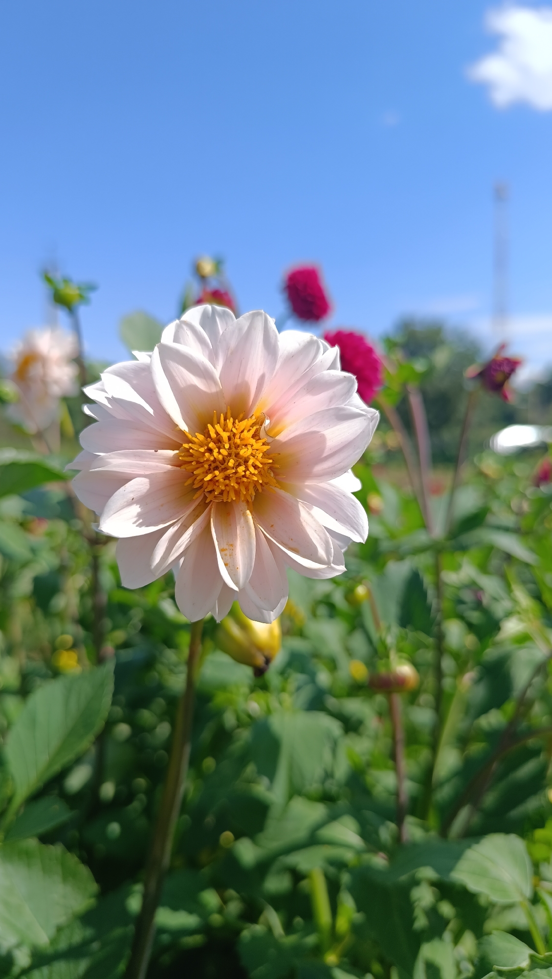 A close-up, slightly low-angle shot showcases a delicate pink and white dahlia flower with a vibrant yellow center. The flower is in sharp focus in the foreground, with its petals gracefully unfurling. The background is a soft blur of green foliage and other flowers, with a clear, bright blue sky overhead. The scene suggests a sunny day in a garden or park. No people are visible in the image. The location is not specified in the image itself, and therefore no information can be provided about it being in Karsha, Russia.