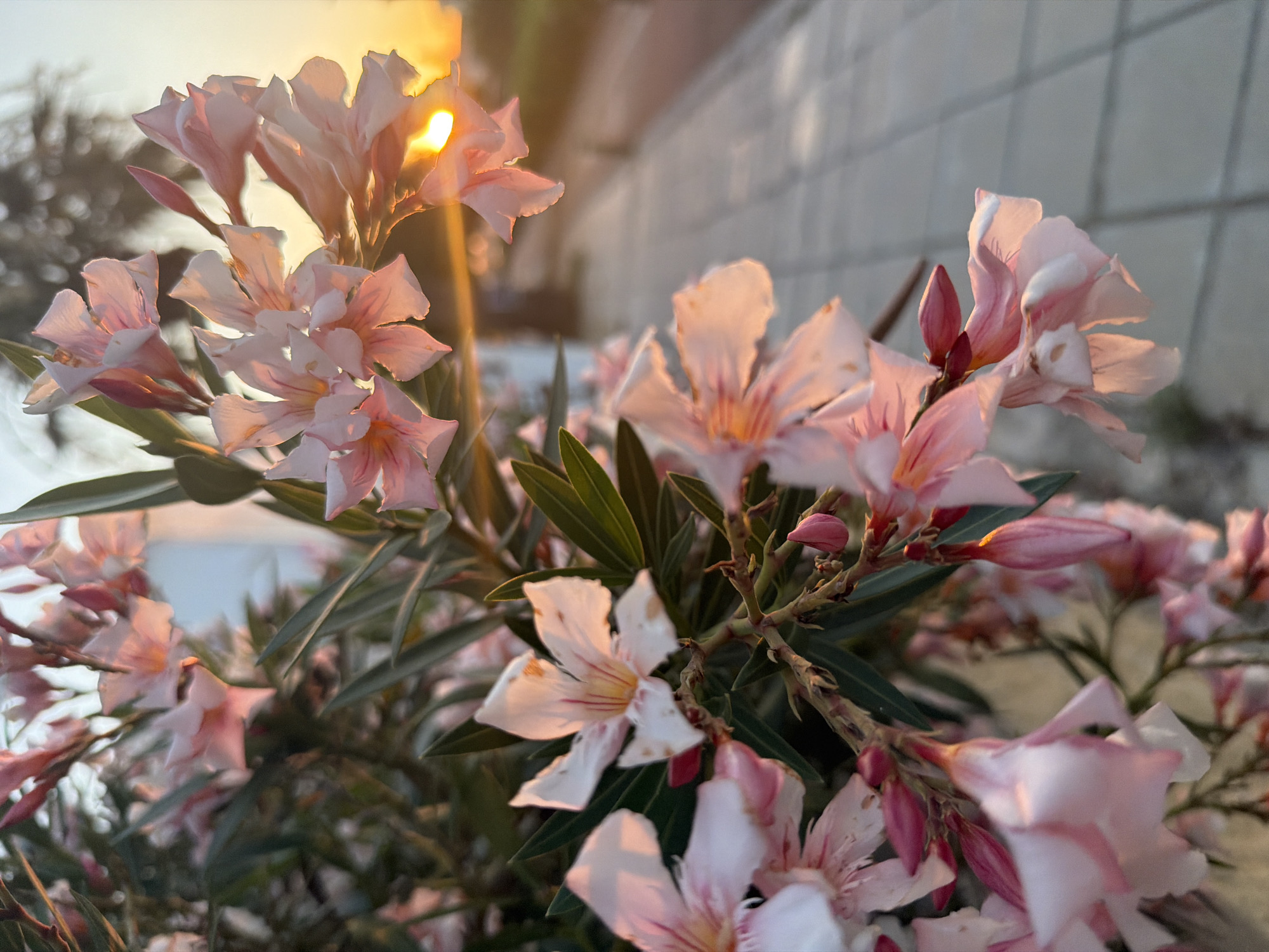 This media file captures a close-up view of delicate pink and white oleander flowers, likely in bloom, set against a backdrop that suggests an outdoor, possibly residential, setting. The sun, low in the sky, casts a warm, golden glow, illuminating the petals and creating a soft, hazy effect. This indicates the time of day is either sunrise or sunset.
The flowers are the primary subject, with several clusters in sharp focus, showcasing their intricate petal structure and reddish-pink veins. Some buds are also visible, hinting at ongoing blooming. The surrounding foliage is a deep green, contrasting with the softer tones of the flowers.
In the background, a textured, light-colored wall, possibly made of brick or tiles, is partially visible, running horizontally across the frame. This, along with the hint of a railing or structure above it, suggests an urban or suburban environment. The sky is a pale yellow and white, further emphasizing the warm lighting of the golden hour.
There is no visible text. The overall mood conveyed is one of serene natural beauty bathed in the gentle light of dusk or dawn. The location context of Pervolia, Cyprus, aligns with the Mediterranean flora and climate that oleanders thrive in. The scene is tranquil, focusing on the aesthetic appeal of the flowers and the atmospheric lighting.