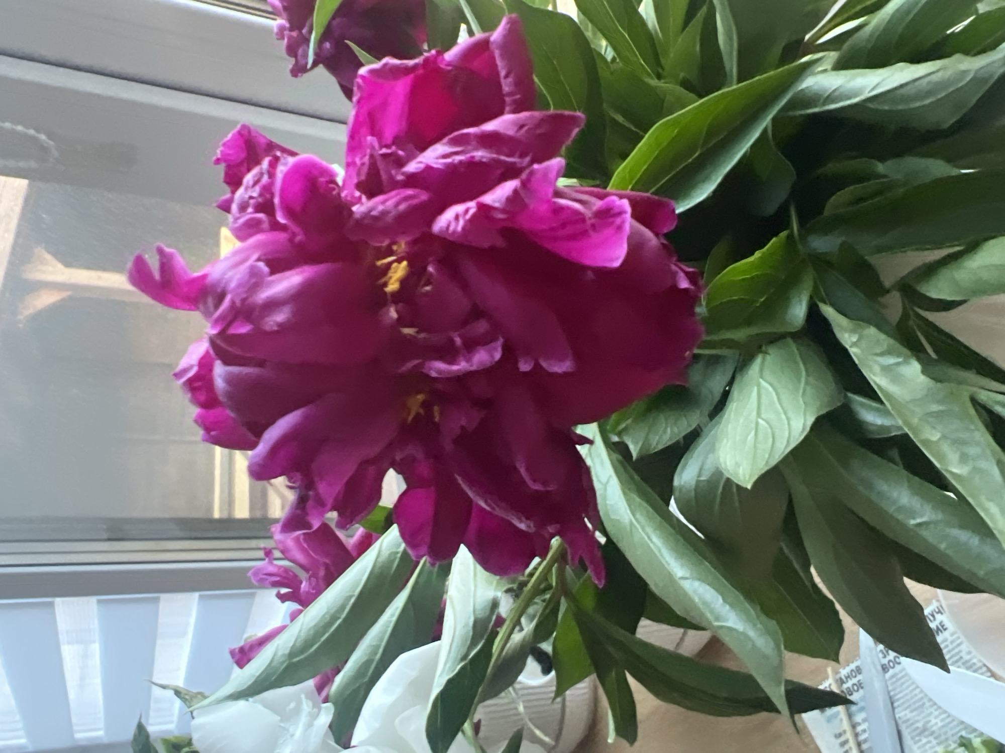 This close-up, indoor shot captures a bouquet of deep pink peonies and white flowers arranged in a vase, likely in a home setting in Votkinsk, Russia. The peonies are the focal point, with their lush, layered petals displaying a rich magenta hue. Some of the petals appear slightly unfurled, revealing hints of yellow stamens within. Beside them, a cluster of white flowers, possibly also peonies or a similar bloom, provides a stark contrast. The backdrop includes elements of a window with blinds and a view of what appears to be an outdoor wooden structure, suggesting a residential area. The lighting indicates it might be daytime, casting soft shadows. The lower part of the image shows the green foliage of the flowers, with some crumpled newspaper or paper visible beneath the vase, hinting at preparation or recent arrangement. The overall scene evokes a sense of domestic tranquility and the beauty of natural elements indoors.
