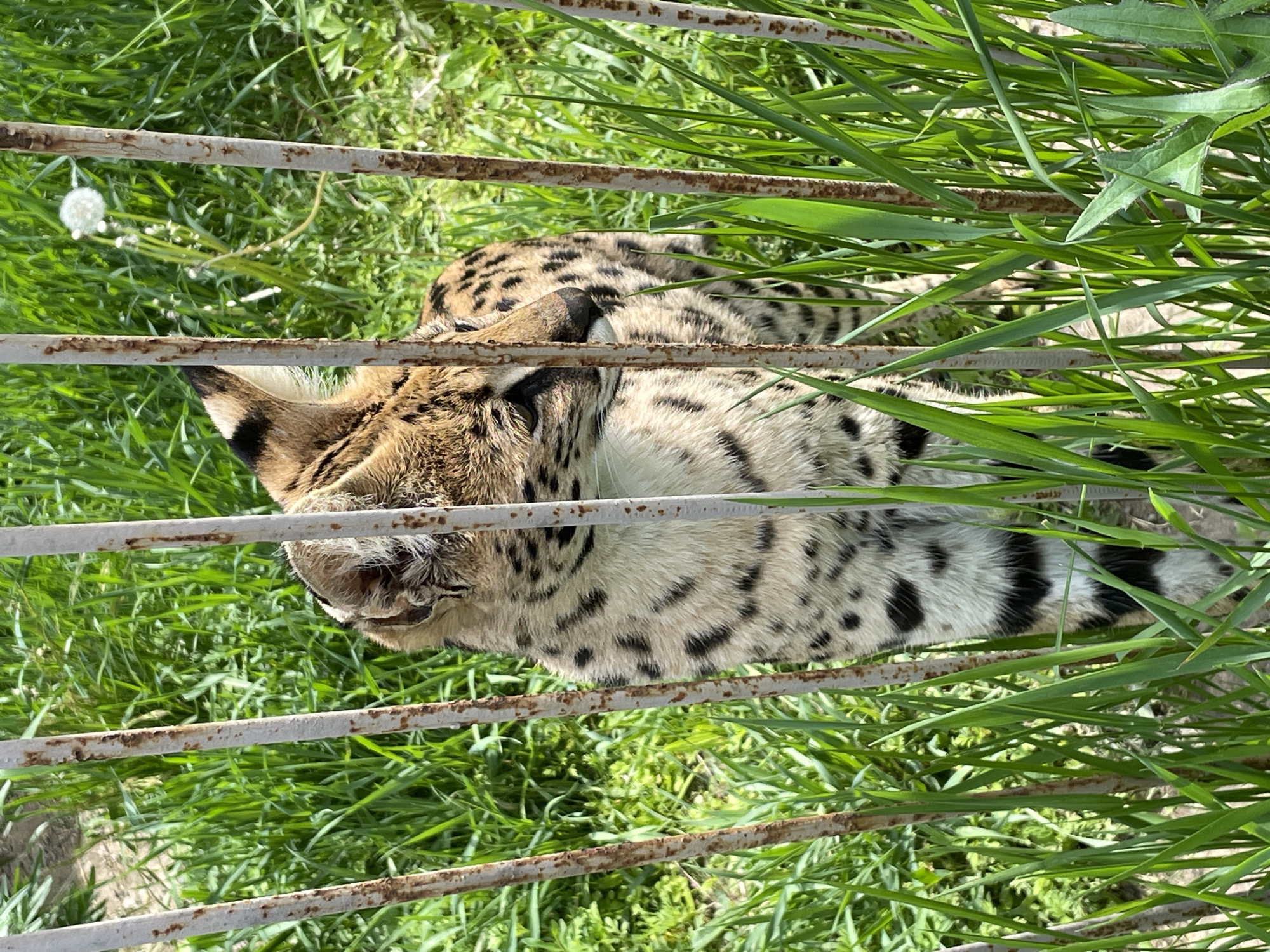 The image captures a serval, or a similar spotted wild cat, resting in a grassy enclosure. The cat lies partially obscured by several horizontal, rusty metal bars that run across the frame, likely part of a fence or cage. Its distinctive fur is light cream to tan with prominent black spots and stripes, particularly visible on its back, flanks, and the back of its pointed ears, which have black tufts. The cat's head is slightly raised, and it appears calm and alert.
The ground and background are covered with lush, vibrant green grass, suggesting an outdoor environment during a growing season. Some individual blades of grass are tall and extend into the foreground, intermingling with the metal bars. In the upper left, a small white, fluffy plant, possibly a dandelion gone to seed, is visible.
The scene is brightly lit by natural sunlight, indicating a clear, sunny day. The overall impression is of an animal resting within a confined but naturalistic habitat. There are no human subjects or visible text. Given the context, this scene is located in Timofeevka, Russia.