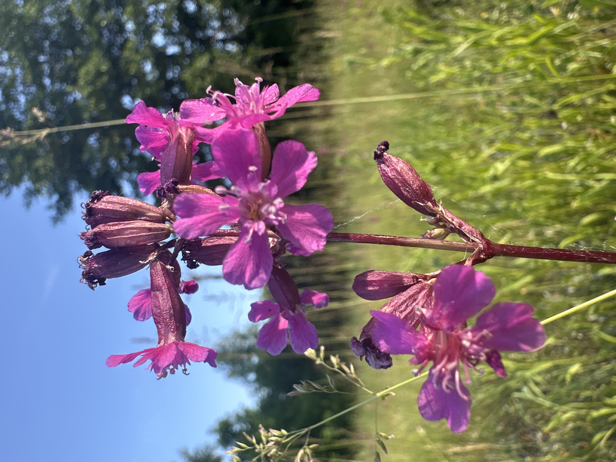 A close-up, low-angle, vertical shot captures a cluster of vibrant pink flowers with prominent petals and darker, unopened buds against a blurred background of green grass and trees under a clear blue sky. The flowers are the main subject, with their delicate structure and rich color drawing the viewer's attention. The environment is natural, suggesting an outdoor setting like a meadow or field. There are no people or animals visible in the image. The scene is devoid of any specific urban elements that would indicate a location within the city of Vladimir, Russia.