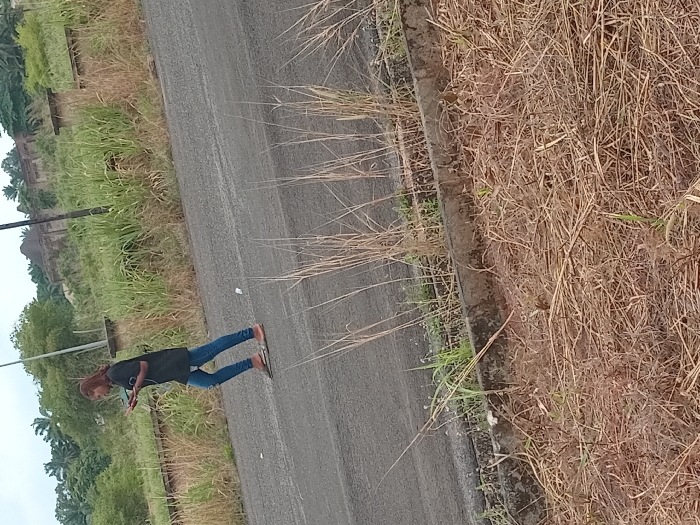 A young female, dressed in a dark short-sleeved t-shirt, ripped blue jeans, and brown sandals, is walking from left to right on a dark gray asphalt road in Umueshi, Nigeria. She is actively looking down at and manipulating a white rectangular smartphone held in both hands in front of her body. The road surface shows minor discoloration and a few pieces of white debris. To the immediate right of the road, a concrete curb separates the asphalt from a patch of dry, yellowish-brown grass and straw-like vegetation. Beyond the road, an incline is covered with tall, vibrant green grass and dense tropical foliage, including palm trees. Several dark concrete posts are partially visible within the green vegetation. In the far background, a derelict, multi-story concrete building with a distinctive roof is visible, along with a light gray utility pole. The sky is overcast.