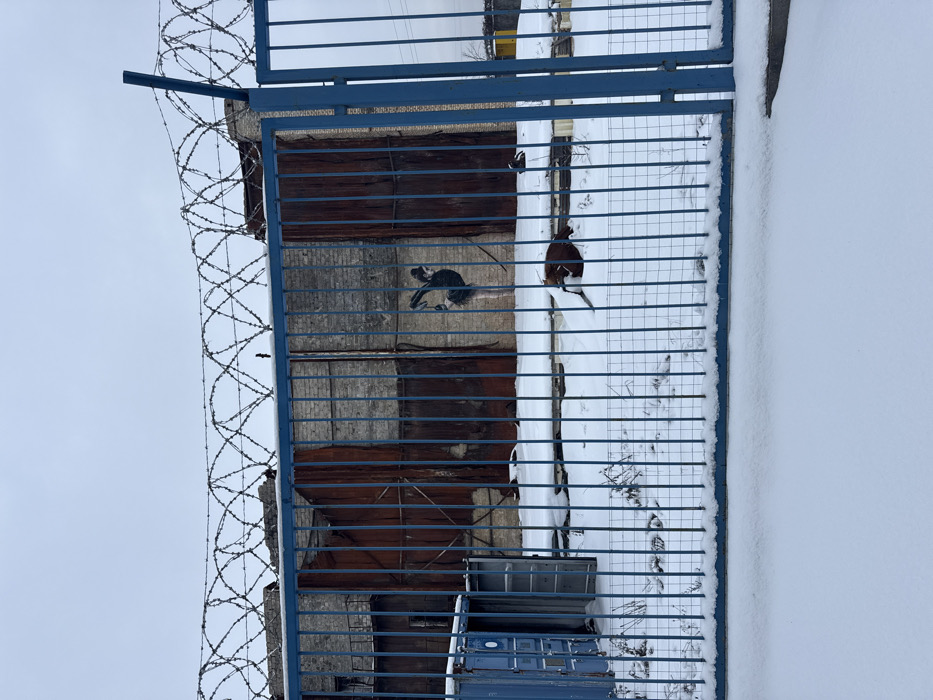 A building exterior with a blue barred gate and barbed wire topping is shown at an angle. The building has a mix of brown wood and gray concrete. A stenciled rat graphic is visible on the wall, along with a bird perched on the gate. Snow covers the ground on the right side. Several blue containers are stacked at the bottom.