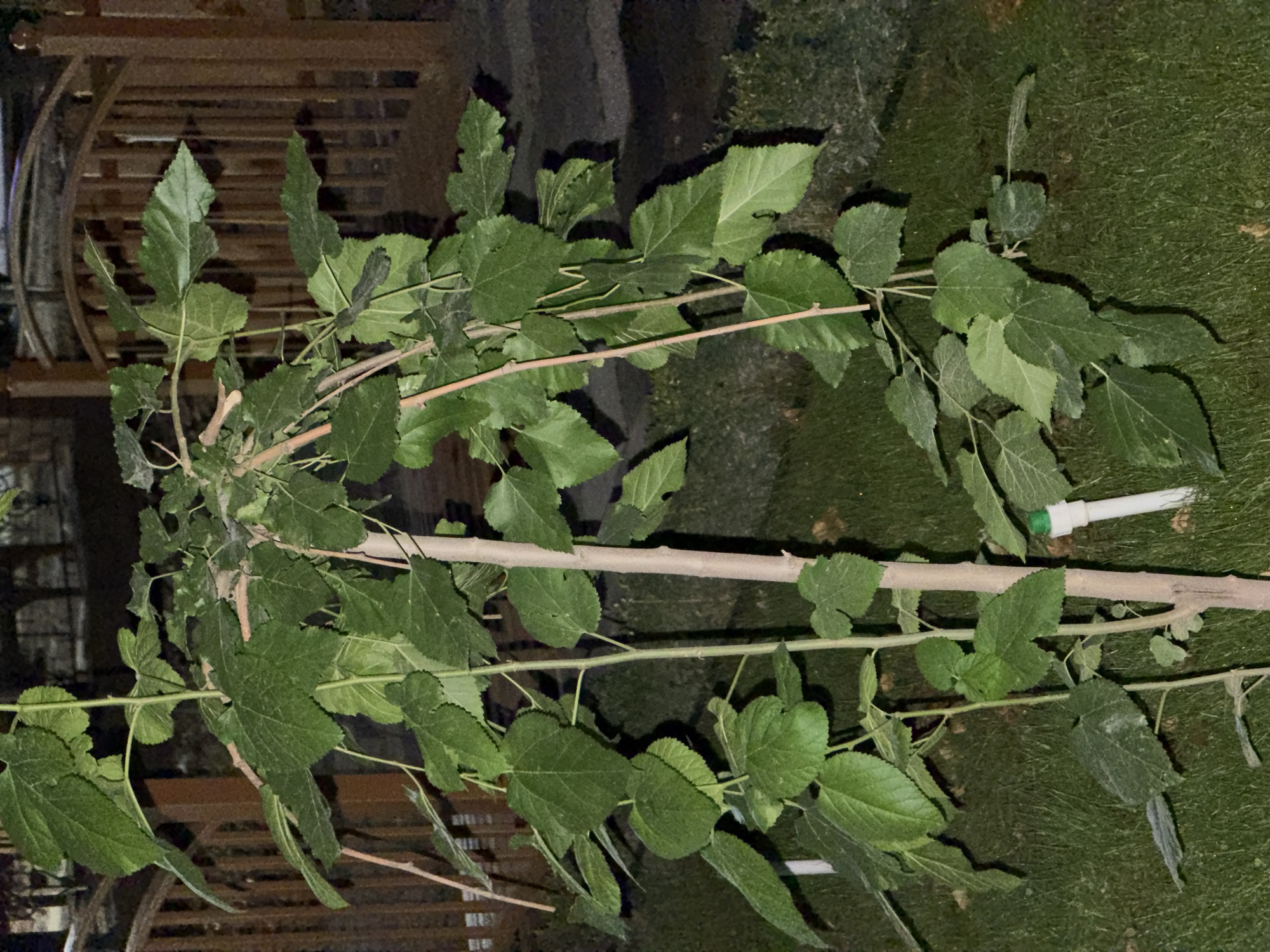 The image depicts a young mulberry tree with a light brown trunk and numerous green leaves. The tree is planted on a grassy area, and in the background, there is a wooden fence with an arched gate. The scene appears to be in an outdoor setting, possibly a garden or park, at night, as indicated by the lighting. There are no people visible in the image. The location is identified as the city of Chirchik, Uzbekistan.