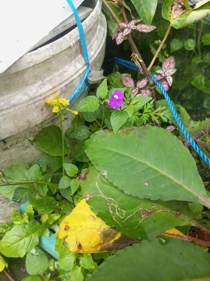 A cluster of plants and flowers thrives near a gray bucket with a blue rope. A single purple flower blooms amidst green leaves, while a yellow flower adds a contrasting hue. Notably, a large green leaf exhibits irregular, pale patterns on its surface, laying on a partially yellow leaf below. Other plants, including those with pink and green spotted leaves, contribute to the greenery.