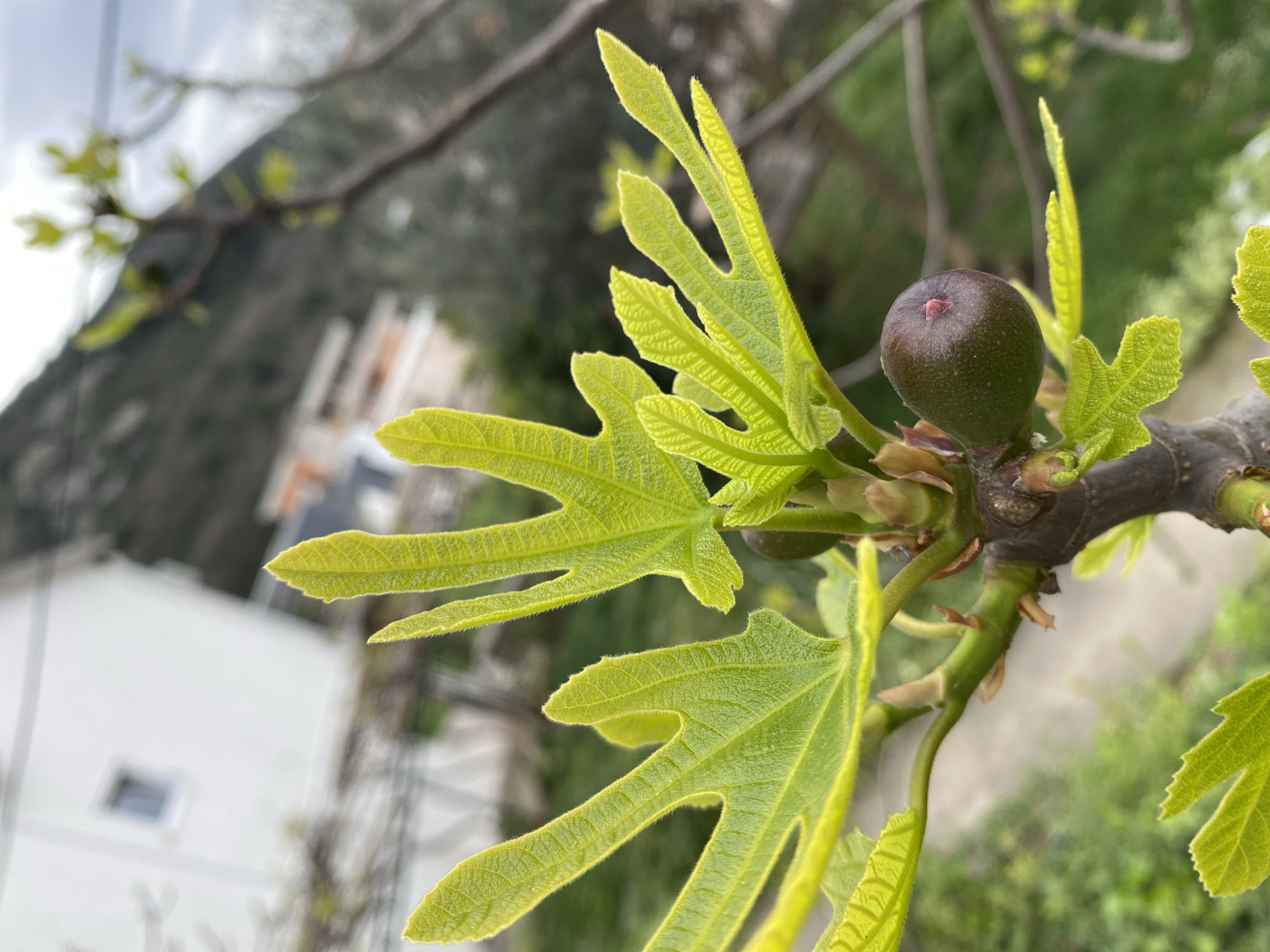 A close-up captures a branch of a fig tree, featuring vibrant green leaves with distinctive lobes and a single, dark green fig. The branch is brown and slightly rough in texture. In the background, a blurred cityscape is visible. The white building and the hills are characteristic of Budva, Montenegro.