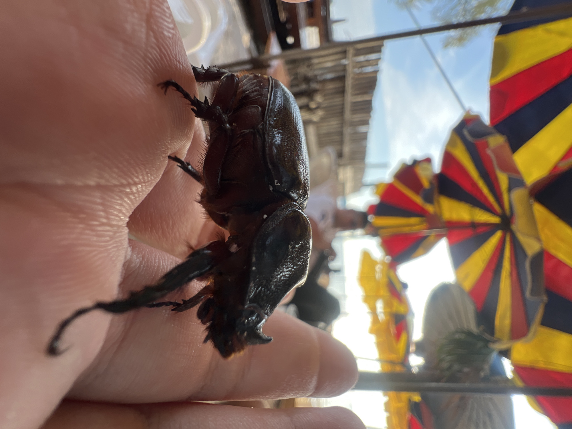 A close-up shot depicts a large, dark-colored beetle clinging to a person's hand. The beetle appears to be a rhinoceros beetle or similar species, with a sturdy exoskeleton and prominent legs. The person's skin is visible beneath the beetle, and the hand is positioned in front of a blurred background.
In the background, there are colorful umbrellas with stripes of red, black, and yellow, suggesting an outdoor market or public area. The presence of the umbrellas and some faint architectural details indicate that the location is likely in a city, but the specific city is not identifiable from the given information. The sky is partially visible above the umbrellas, suggesting a sunny day.