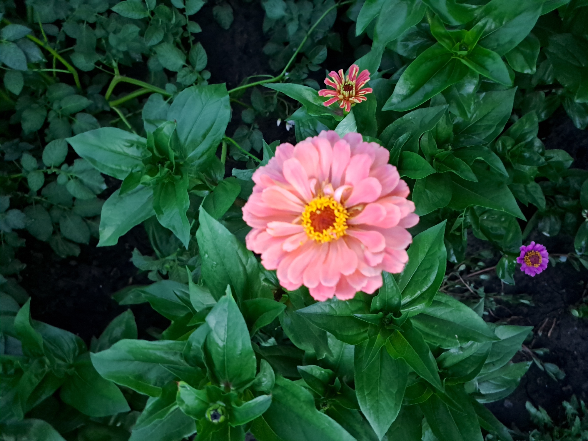 The image shows a close-up view of several flowers in what appears to be a garden. The primary subject is a large, fully bloomed pink zinnia with a yellow center, positioned in the lower right quadrant of the frame. To its left and slightly above, a smaller pink and yellow zinnia is visible, along with a tiny purple flower at the bottom center. The flowers are surrounded by lush green foliage. The background consists of dark soil and more greenery, suggesting an outdoor setting. The lighting is soft, indicating it might be overcast or late afternoon. The image does not contain any people or identifiable man-made structures, and therefore cannot be specifically located within the city of Chernetsk, Russia.