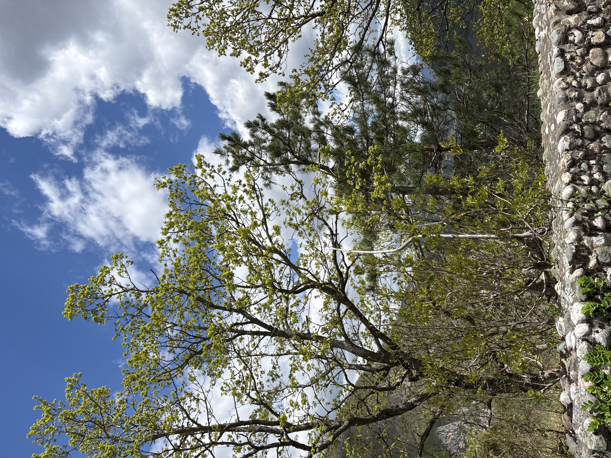 The image is an upward-angled shot featuring trees with young green leaves and pine needles against a sky with scattered clouds. To the right of the frame, there is a textured, possibly stone or rock wall. The location in the city is Unknown, Unknown. The trees are the primary subjects, filling most of the frame, with their branches spreading out against the sky. The sky is partially obscured by the foliage but appears blue with patches of white, fluffy clouds. The stone wall is a secondary subject and appears to be made of large, rounded stones.