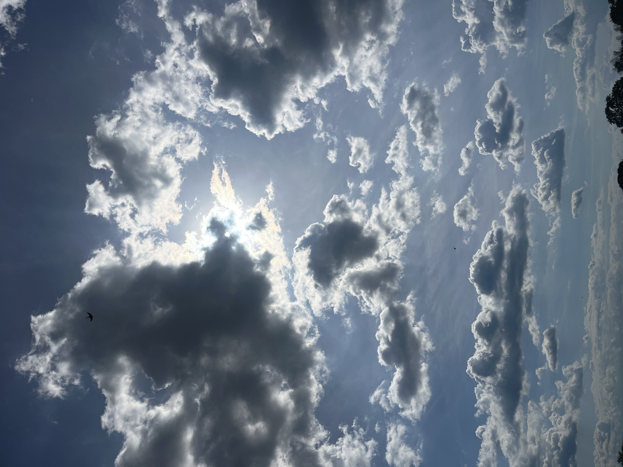 The image is an upward-angled view of a cloudy sky, possibly taken in Plovdiv, Bulgaria, though without specific landmarks or details, it's impossible to confirm the precise location within the city. The sky is a mix of light blue and grey, with varying cloud formations. In the center of the image, the sun shines through a gap in the clouds, creating a burst of light. The clouds range from thick, dark grey masses to smaller, more dispersed white formations. The edges of the image show hints of trees, possibly indicating a park or treeline. There are small, dark shapes visible in the sky, likely birds in flight. The image appears to be taken during the day, with the sun as the primary source of illumination.