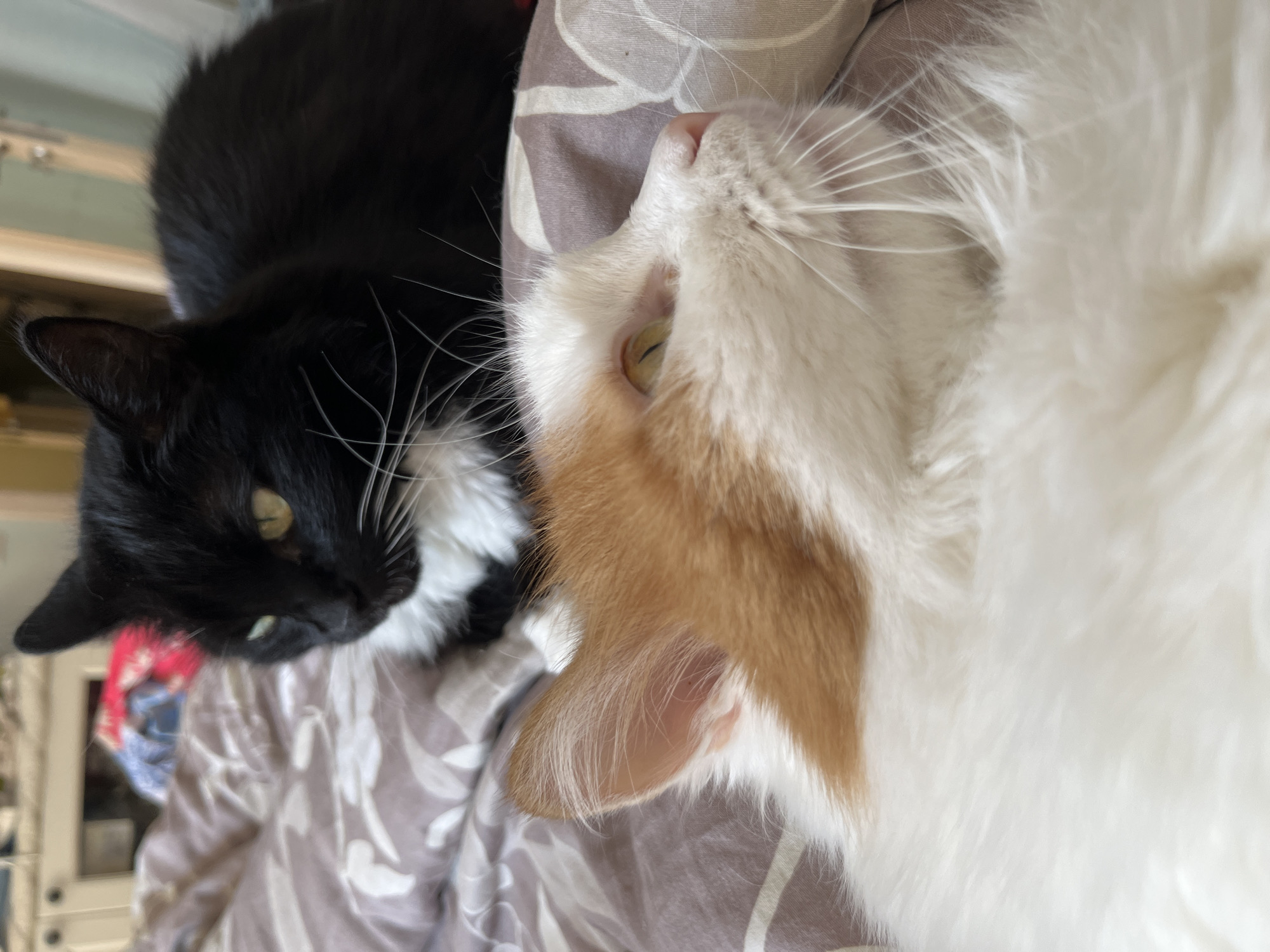 Two cats are lying on a bed. The cat in the foreground is white and orange, with its head tilted back and eyes looking upwards. The cat in the background is black with white markings, and it is looking to the left. The bed is covered with a patterned duvet. The scene is likely indoors, and given the context of Korolyov, Russia, it is probably a domestic setting.