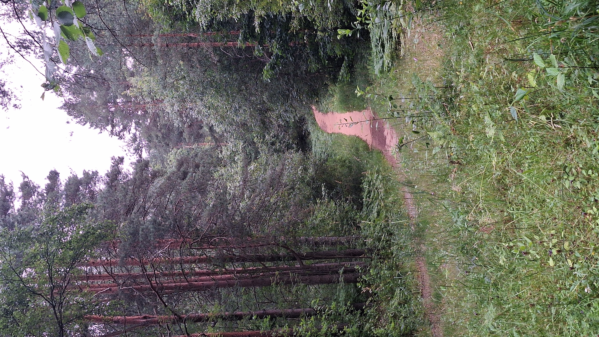 The image shows a view down a sandy path in a forest. The path is flanked by tall pine trees and dense green undergrowth. The sky above is overcast and light. The overall impression is one of a quiet, secluded natural setting. The location is identified as Toksovo, Russia.