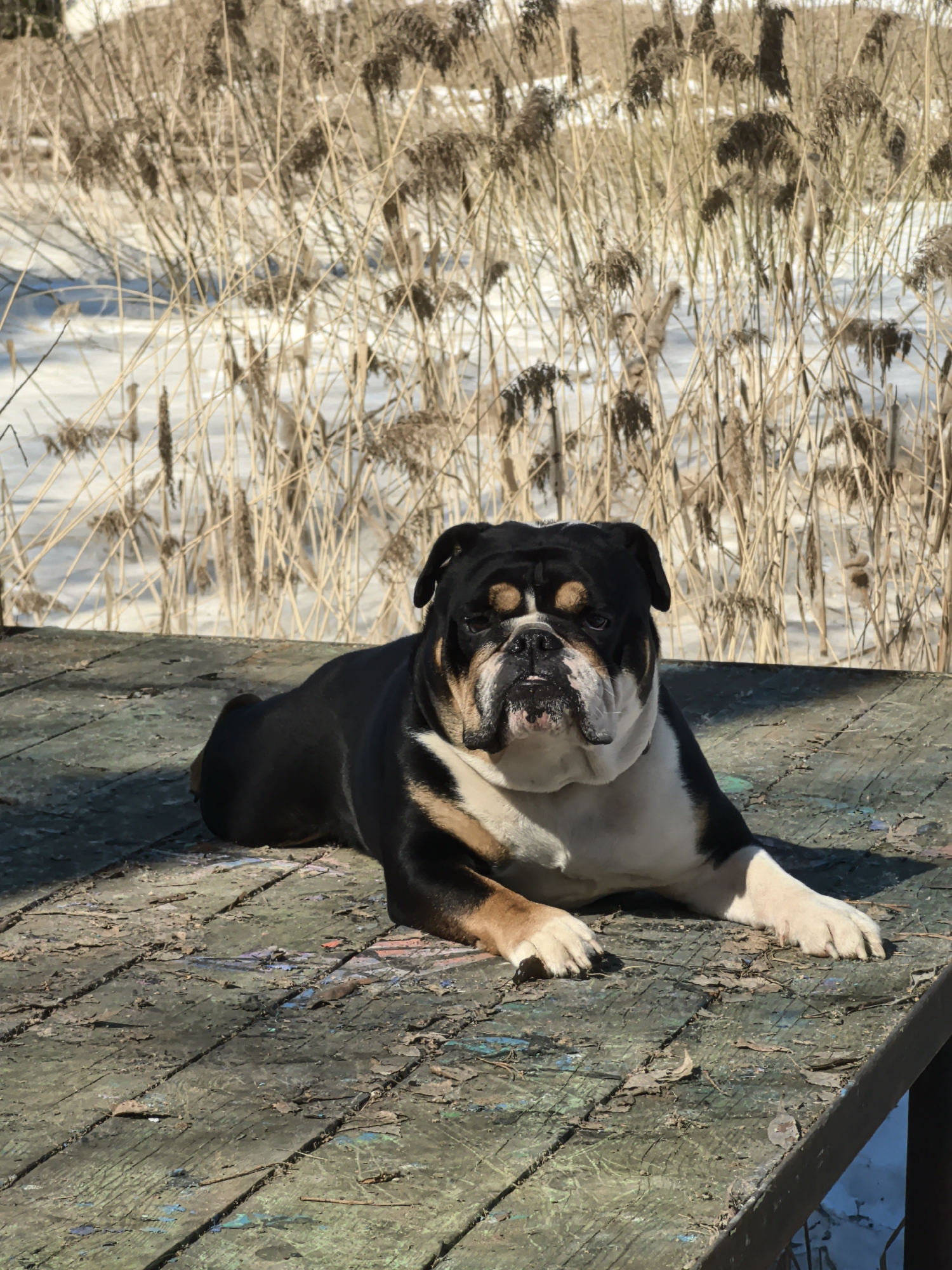 A black, tan, and white English Bulldog lies prone on a weathered, wooden deck. The deck is painted green, blue, and brown, and scattered with leaves. Behind the dog, a thicket of tall, dry, reedy plants stands against a backdrop of snow. The photo was taken outside in the daytime. No people are visible. The city of Noviy, Russia is not confirmed, as the photograph is not geotagged.