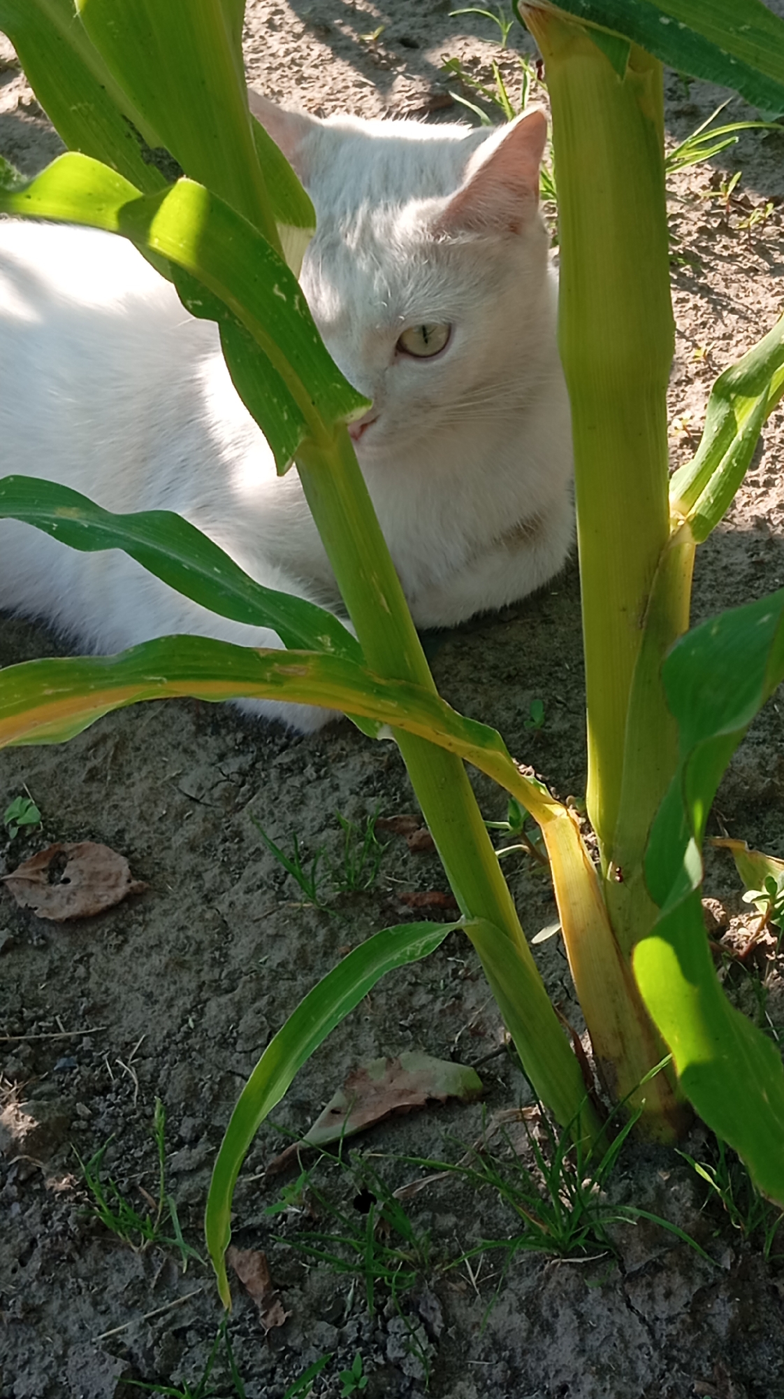 A white cat with green eyes is partially hidden behind the stalks and leaves of corn plants in a field. The cat is lying down on the dry, cracked soil, which is sparsely covered with green grass and dry leaves. The sun is casting shadows from the corn plants onto the ground and the cat. The scene appears to be outdoors in a rural or agricultural area, possibly on the outskirts of Baksan, Russia, given the context of the location.