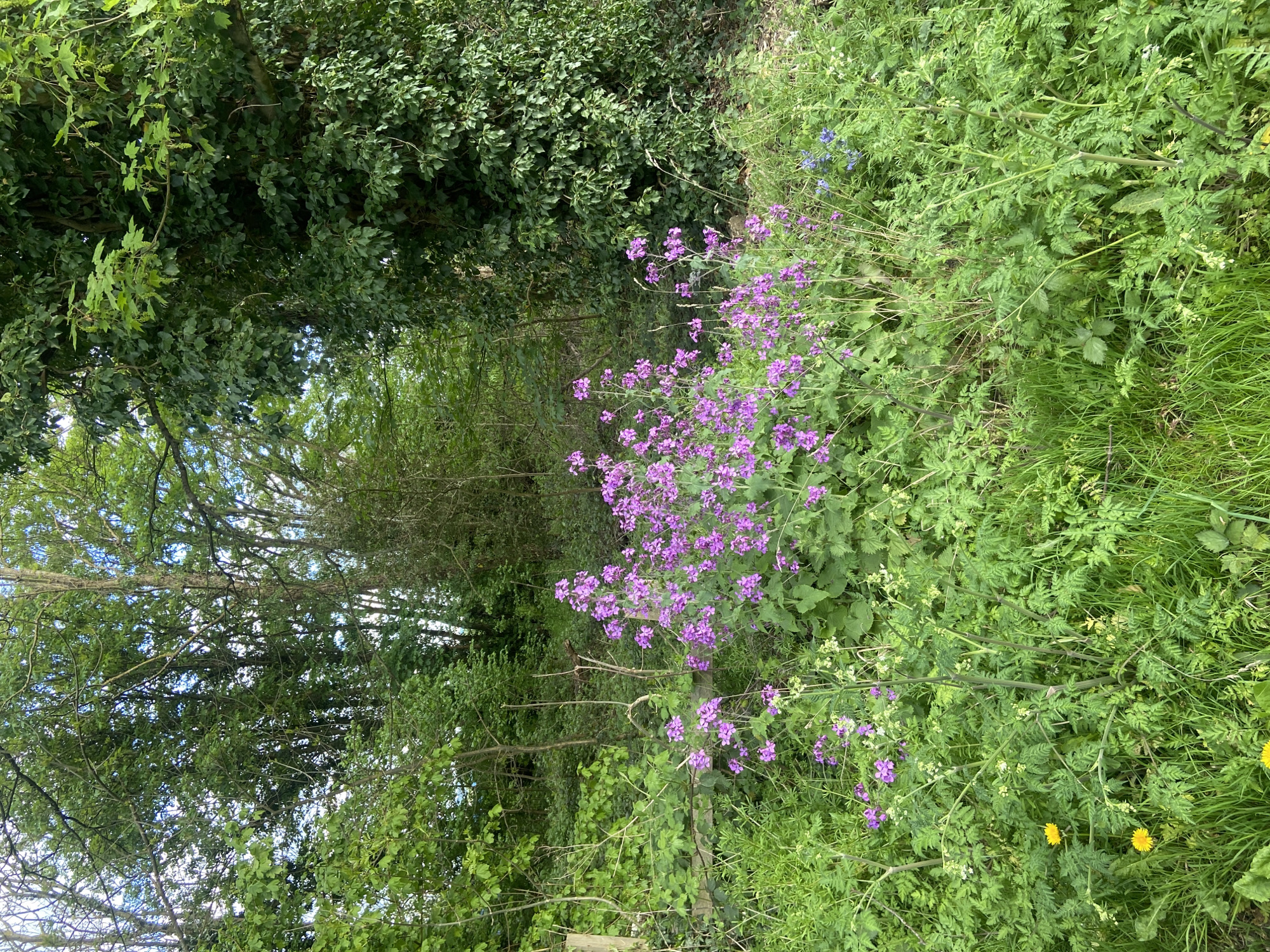 The image shows a lush, overgrown natural area, likely within a park or undeveloped space in Broxbourne, United Kingdom. The scene is dominated by various shades of green vegetation, including mature trees creating a canopy overhead, dense ivy covering sections, and a variety of herbaceous plants and grasses filling the lower levels. Prominently featured is a cluster of purple flowers, contrasting with the green foliage. A few blue flowers and yellow dandelions are also visible. A narrow, indistinct path or clearing leads deeper into the scene. The lighting suggests an overcast day, with diffused sunlight filtering through the canopy. No people, animals, or constructed objects besides possible remnants of a fence or barrier are immediately apparent. The environment appears wild and unmanaged.