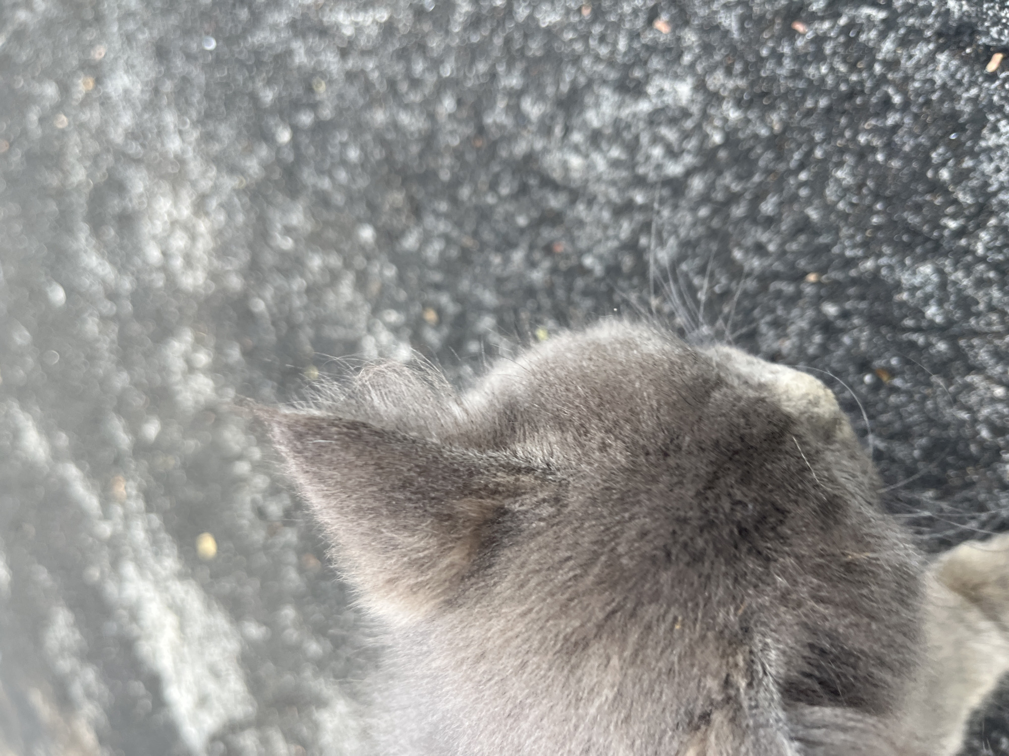 An extreme close-up shot focuses on the head and ear of a grey kitten. The kitten's fur is soft and appears slightly disheveled, with individual strands visible. Its ear is pointed upwards and slightly to the side, revealing a tuft of finer fur at its tip. The kitten's head is tilted downwards, suggesting it is looking at something out of frame. The background is a blurry, textured surface, possibly asphalt or concrete, with scattered circular highlights indicating an out-of-focus environment. The overall impression is one of a domestic setting, possibly a yard or street in Glagah Kulon, Indonesia, given the image metadata. No other subjects or objects are clearly discernible due to the shallow depth of field.