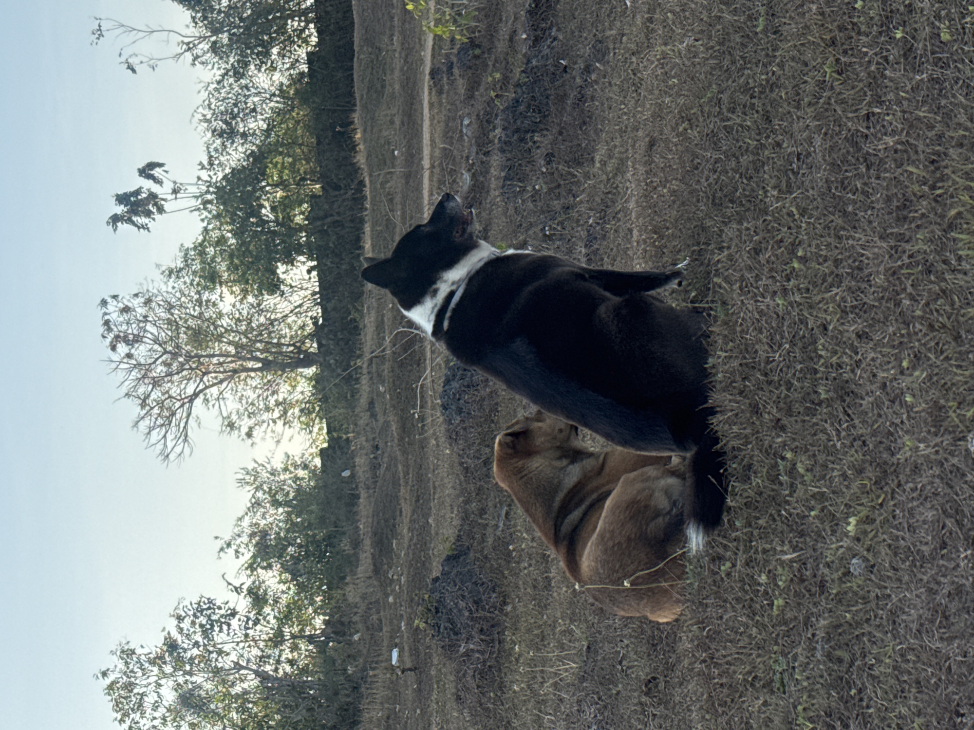 In Kuta Selatan, Indonesia, two dogs are resting in a grassy, outdoor area. One dog is a light brown color and is sitting, facing away from the camera. The second dog is black and white and is sitting, facing to the right of the camera. The background consists of dry grass, some barren mounds of earth, and a line of trees and bushes under a clear sky. The overall scene suggests a natural, open landscape.