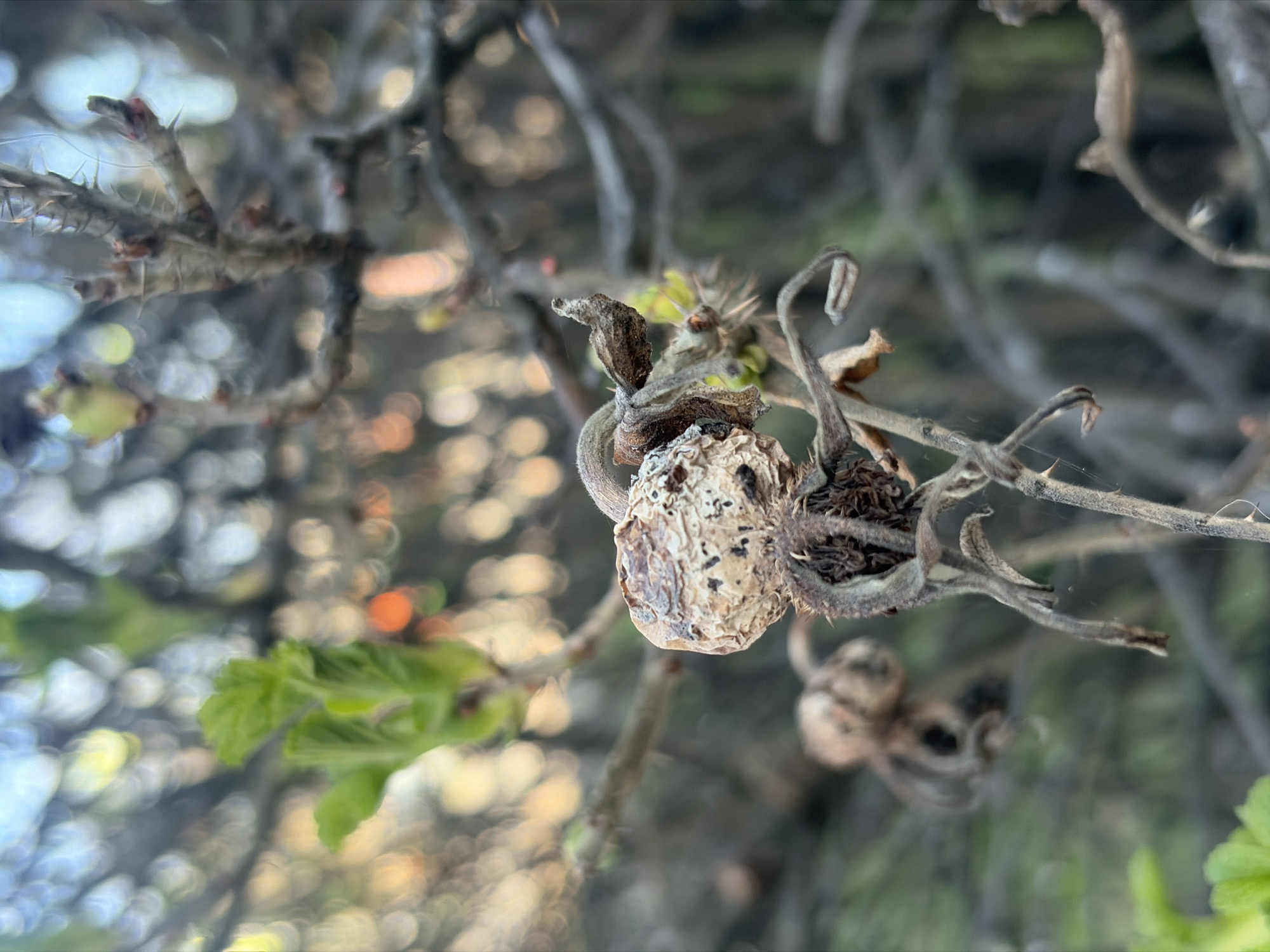 This close-up photograph features a dried, shriveled object, possibly a berry or fruit, as the primary subject, centered and in sharp focus. It is attached to a thorny, bare branch, which is also partially in focus. The object is pale, with a textured, wrinkled surface and dark speckles.
Surrounding the main subject are more thin, thorny branches, some bearing small green buds or nascent leaves, particularly visible in the upper left section. Other dried, similar-looking objects are present in the background, out of focus. Lush green leaves, heavily blurred, appear in the lower left and right corners of the frame, hinting at nascent spring growth or distant foliage.
The background is a soft, abstract blur of circular bokeh lights, indicating dappled sunlight filtering through distant leaves or branches. The overall setting is an outdoor natural environment, likely a garden or wild area, possibly a rose bush given the thorns and appearance of the dried fruit (resembling a rose hip). The state of the plant suggests either late autumn or early spring in a temperate climate like Saint Petersburg, Russia, where the vegetation is undergoing seasonal transition. The lighting appears soft, possibly from early morning or late afternoon sun. There is no visible text in the image.