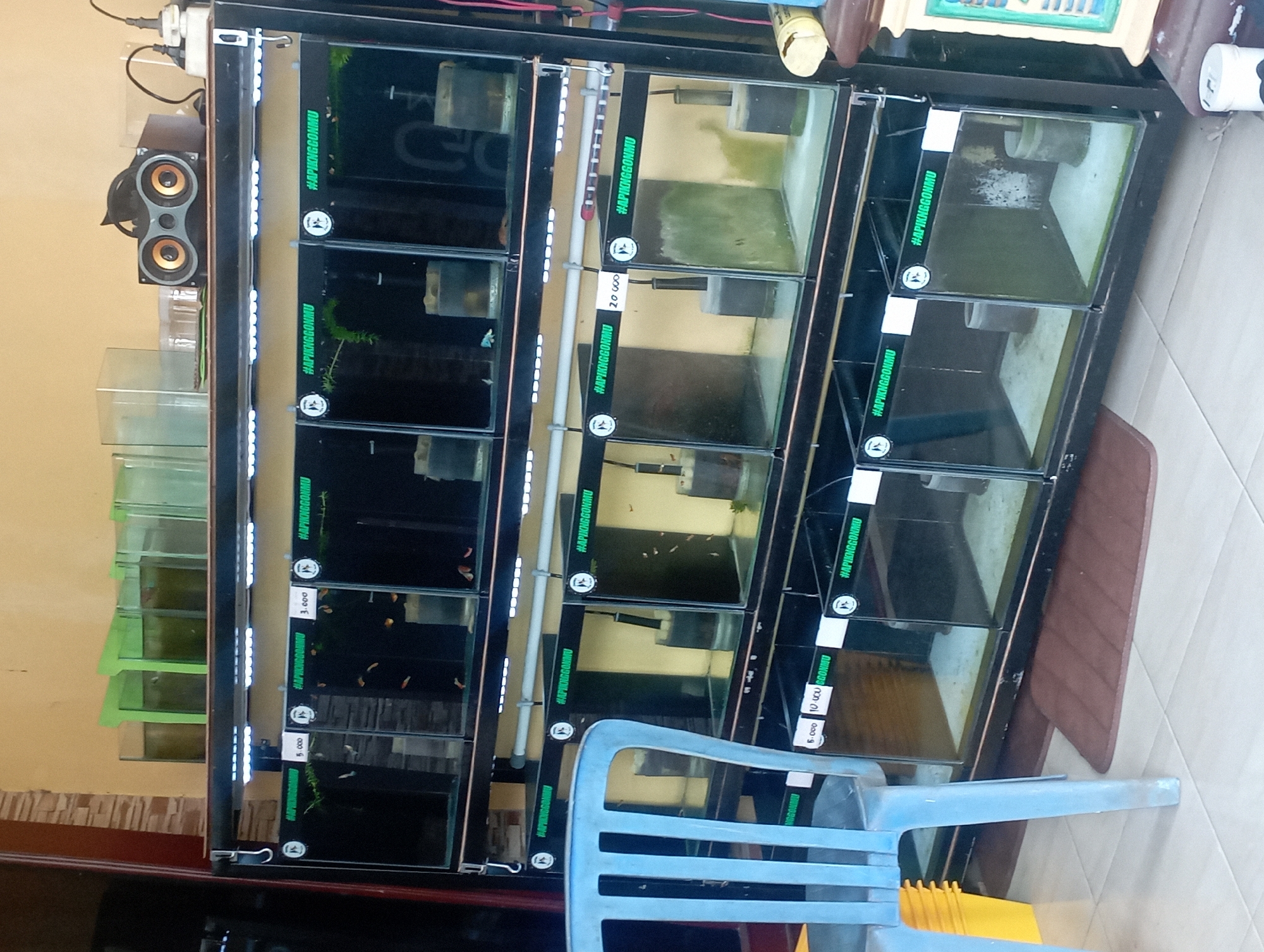 The image depicts a fish store in Maos Kidul, Indonesia, with rows of glass aquariums displaying fish. A blue plastic chair is positioned in the foreground. The aquariums are organized on a black metal rack, with each aquarium labeled with text and a logo. Some aquariums contain fish, while others appear empty or are undergoing maintenance. The store is brightly lit, and the background shows a wall and some shelving. There are no people actively engaged in the scene.