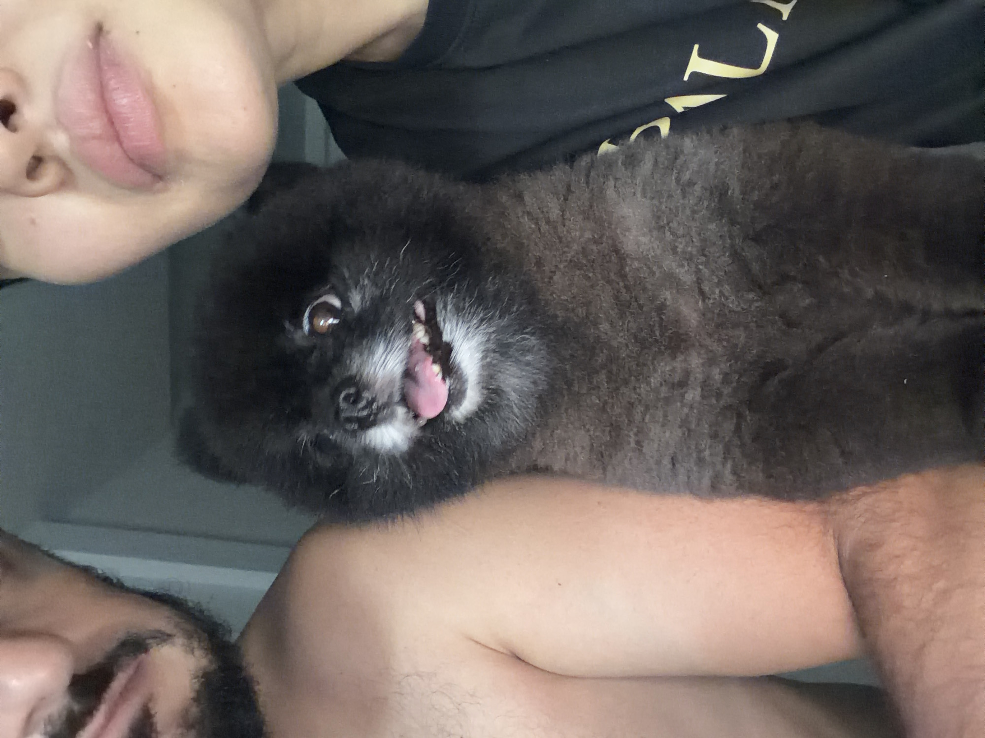 A close-up shot shows two people and a dog. The top portion of a person's face, focusing on the lips and nose, is visible in the upper-left corner. A second person with a beard and moustache is partially visible in the lower-left corner. A small black, fluffy dog, possibly a Pomeranian, is positioned between the two faces. The dog's mouth is open, revealing its tongue and teeth. The background consists of a light-colored wall. It is unlikely this photo was taken in Kathu, Thailand, since there is no way to tell.