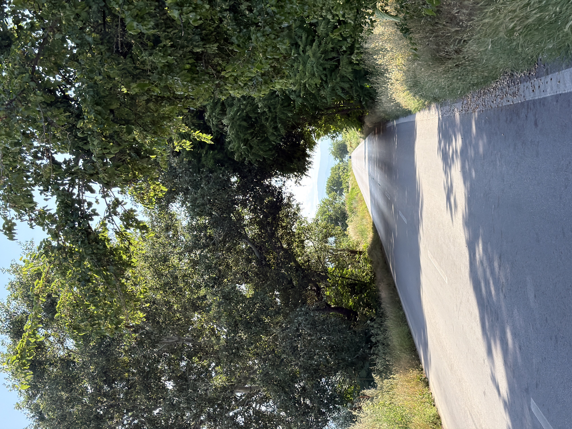The image shows an asphalt road curving slightly to the left, bordered by lush green trees and tall grass. Sunlight filters through the canopy, casting dappled shadows on the road. In the distance, the road leads towards a hazy horizon with distant hills. The scene appears to be a rural area.