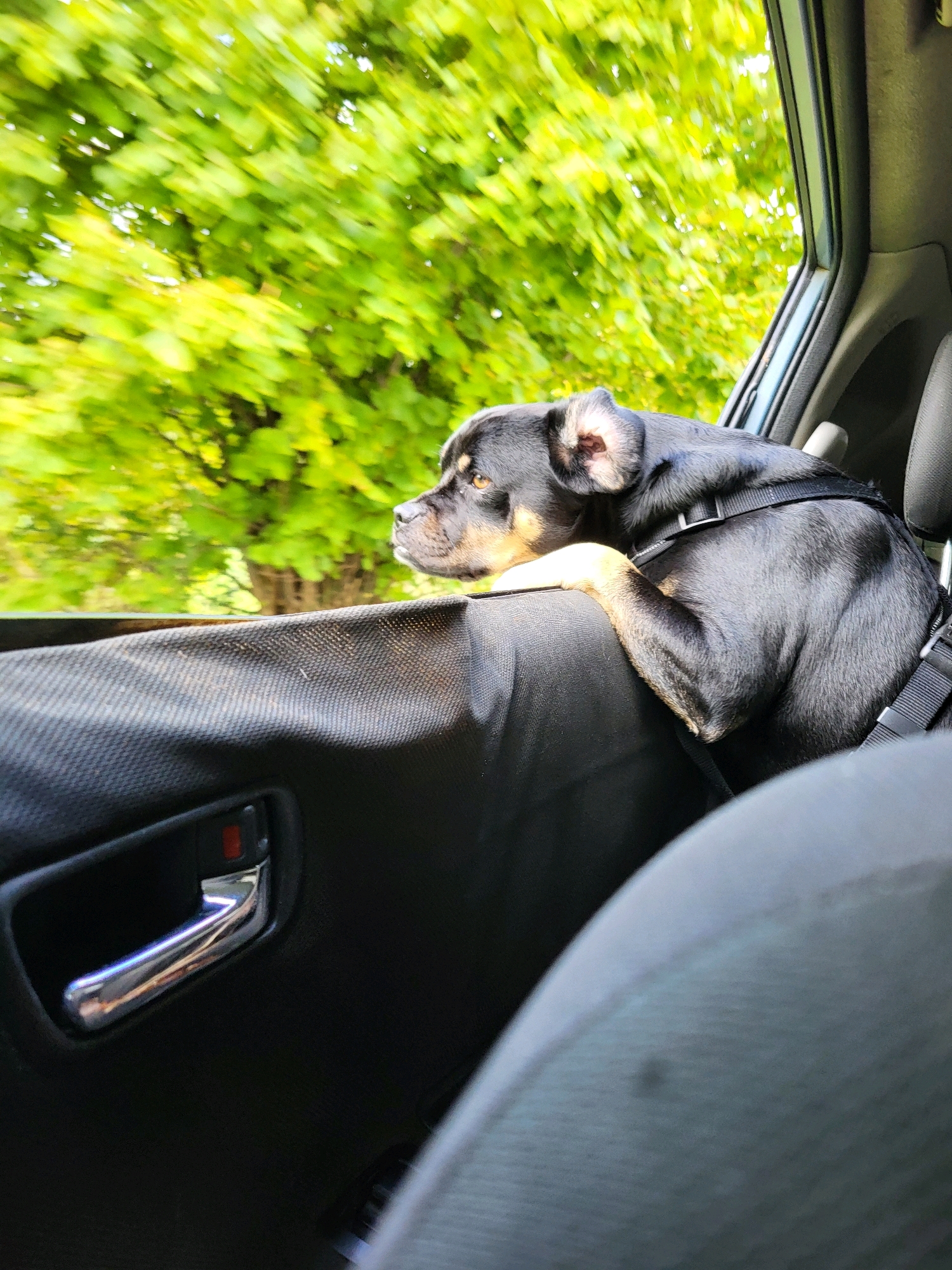A small black and tan dog with brown eyes and perky ears is leaning out of a car window, looking to the left. The dog is wearing a black harness. The interior of the car is visible, including a black door panel with a chrome door handle and a grey seat. Outside the window, lush green trees are blurred due to motion, suggesting the car is in transit. The image appears to be taken on a bright day. The scene is likely a residential street or park in Jelgava, Latvia, given the abundance of trees.