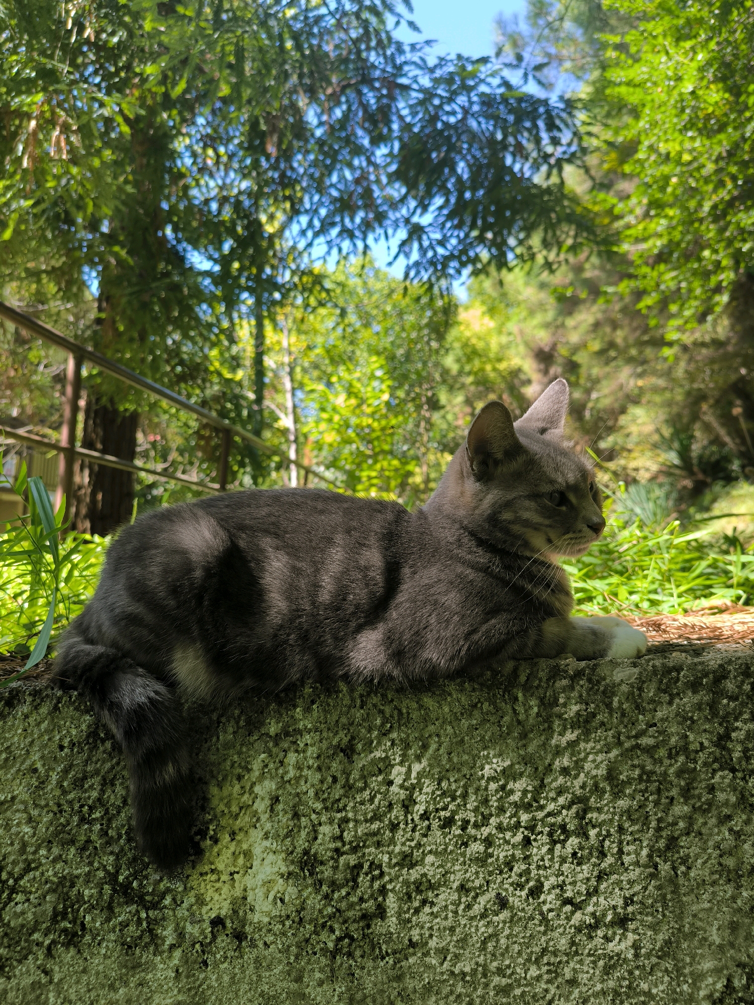 The image shows a grey tabby cat with white paws lying on a textured, moss-covered concrete ledge. The cat is facing to the right, with its ears perked up. Its tail hangs down the side of the ledge. In the background, there is lush green foliage and trees, with dappled sunlight filtering through the leaves. A metal railing is visible in the upper left quadrant of the image. The scene appears to be an outdoor setting, likely a garden or park. There is no indication of the city of Sochi, Russia in the image itself.