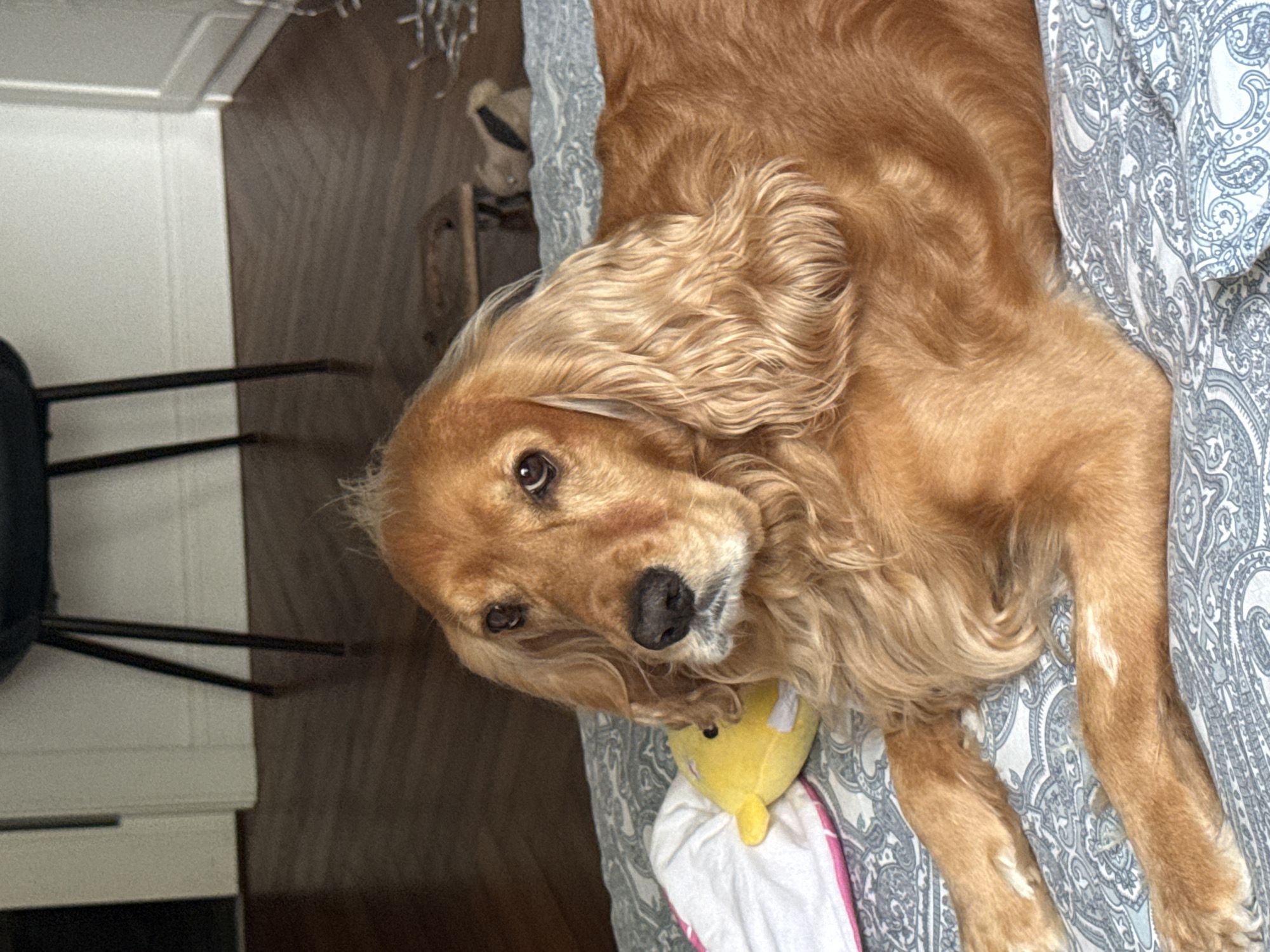 A golden-brown cocker spaniel lies on a bed with a patterned sheet. The dog is looking towards the camera with a slightly concerned expression. To the dog's left, a small yellow stuffed toy is partially visible. In the background, a dark chair with thin legs is visible, and further back, a wooden floor and a white wall. The scene appears to be indoors, possibly in a bedroom.