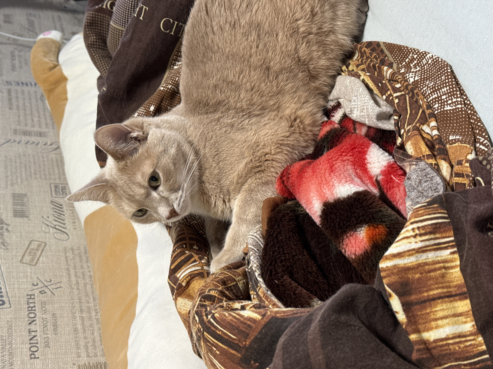 A beige cat with green eyes is perched on a pile of patterned blankets and fabrics. The blankets are mostly brown with various patterns, including geometric shapes and floral designs. The cat is looking down and to the left. In the background, a white surface with text in dark ink is visible. The text includes words like "POINT NORTH", "NAPA VALLEY", "OREGON", and "Kioma VINTNERS." There is no indication of the location being Chaikovsky, Russia.