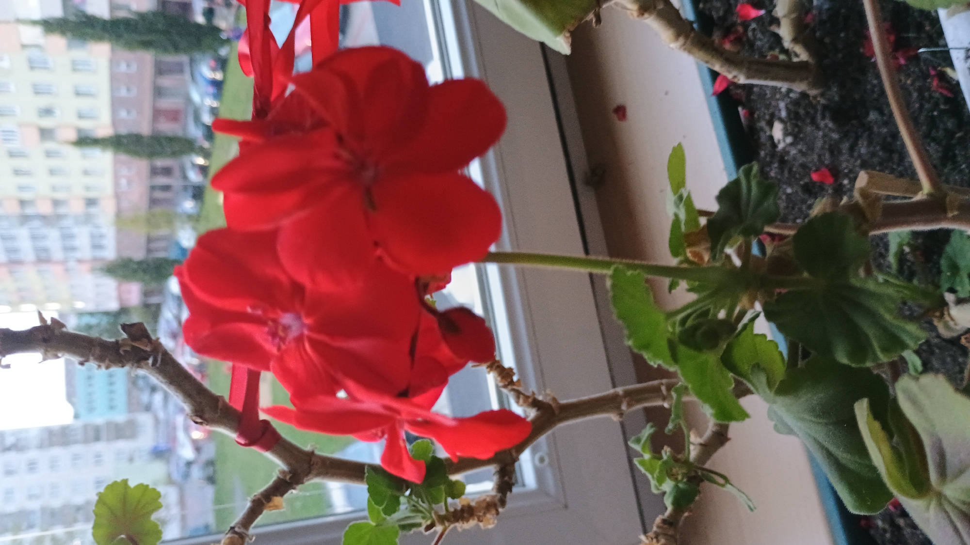 This is a close-up, eye-level shot of a potted red geranium plant indoors, on a windowsill. The background shows a blurred view of a residential building and parked cars, suggesting an urban setting. The plant has several red flowers in bloom, as well as green leaves and brown stems. A thin red ribbon is tied around one of the stems. The overall lighting is soft, indicating it might be late afternoon or early morning. The image provides no information about the city of Sokolov, Czechia.