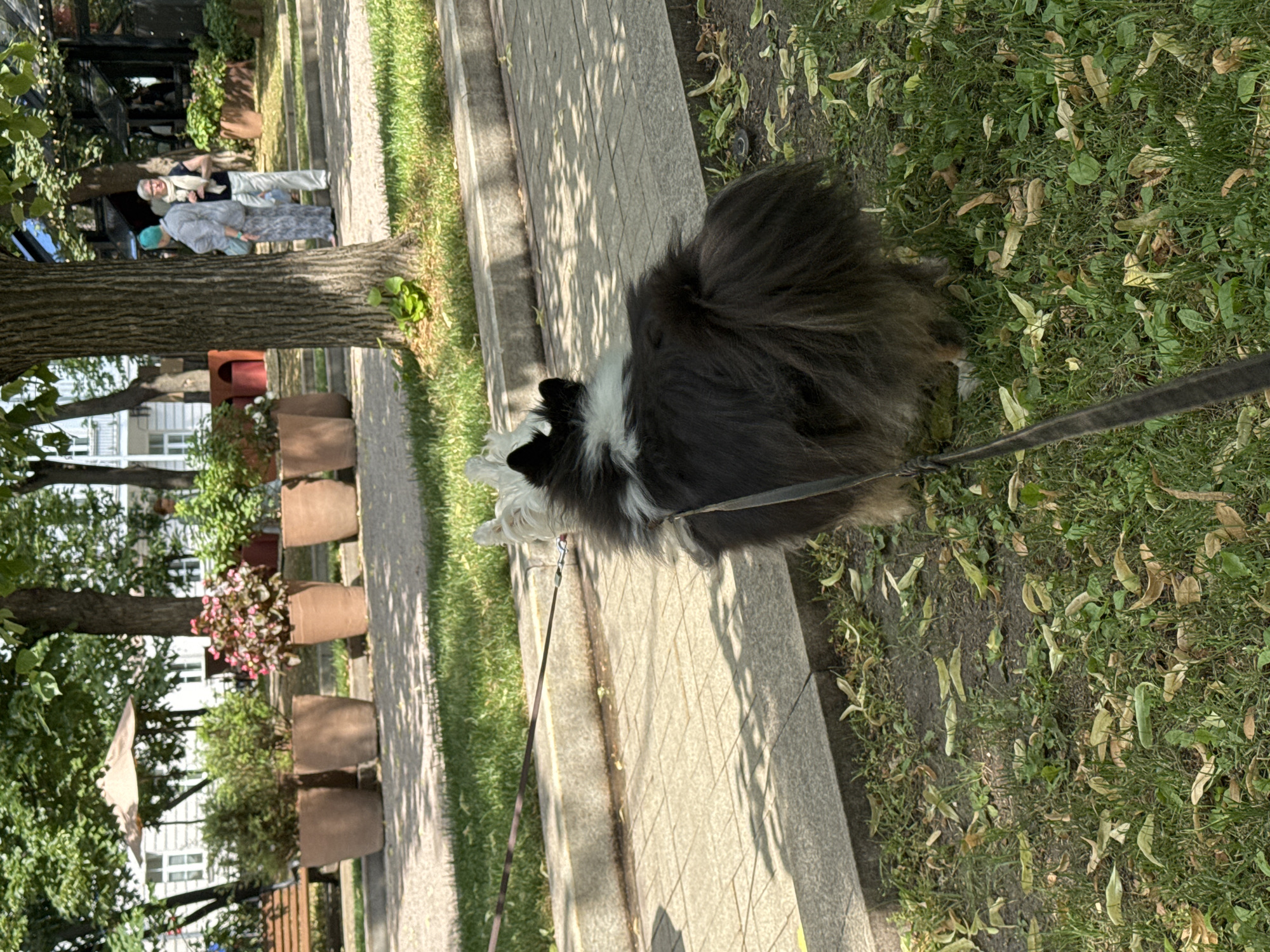 In Moscow, Russia, this outdoor scene depicts a fluffy dog, black and white, on a leash, standing on a grassy area next to a paved pathway. The dog is facing away from the camera. Behind the dog, two women in casual clothing are visible in the background, engaged in conversation. The environment includes trees, potted plants, a bench, and buildings suggesting a public park or a street with green spaces. The ground is covered with green grass, fallen leaves, and a stone pathway. Sunlight casts shadows, indicating a daytime setting.