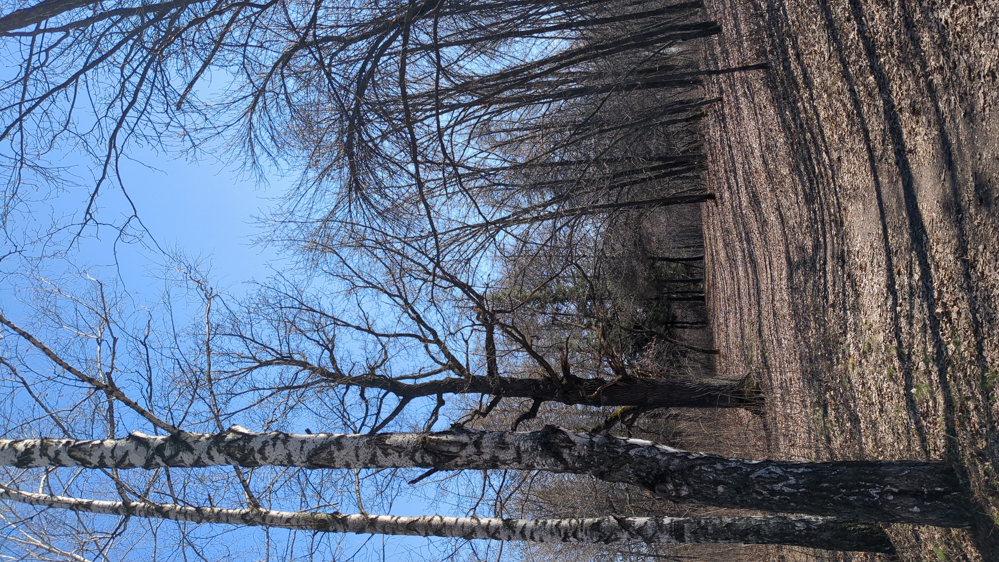 The image depicts a forest scene in Ulyanovsk, Russia, during what appears to be early spring. The forest floor is covered in brown leaves. A line of trees stretches into the distance, creating a tunnel-like effect. In the foreground, two birch tree trunks with white and black bark are visible, slightly obscuring the view. The branches of the trees are bare. The sky is blue. There are no people visible.