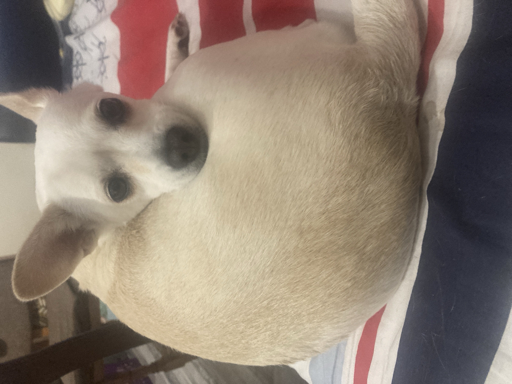 A white and tan chihuahua dog is curled up on a bed with striped bedding in an indoor setting. The dog's head is resting on its body, and its eyes are looking directly at the camera. The bedding has red, white, and blue stripes. The background is blurred, but it appears to be a room with furniture. There is no indication of the city of Burgas, Bulgaria, in the image.