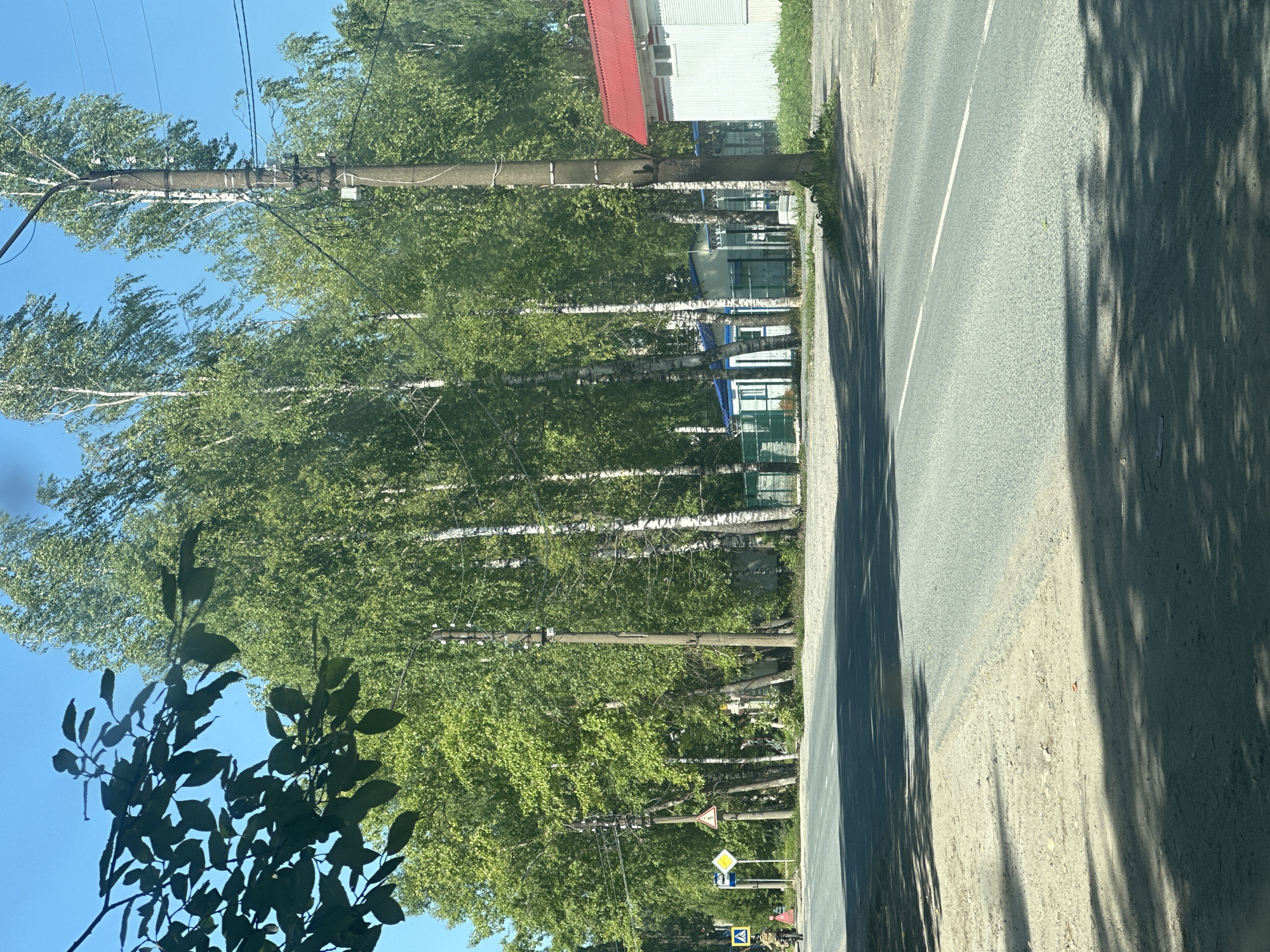 The image depicts a road intersection in Plesetsk, Russia, under a clear blue sky. On the left side of the road, there is a gravel shoulder with a few sparse green plants. Ahead, a paved road curves to the right, with a white line marking the lane. Several tall birch trees with white trunks and green foliage line the right side of the road. In the background, there are several low-rise buildings with white walls and some with blue roofs. One building on the far right has a red roof. There are multiple utility poles with electrical wires running between them. A person on a bicycle is visible on the far left of the image, moving away from the camera. Traffic signs, including a pedestrian crossing sign (yellow square with a person) and two diamond-shaped signs (one yellow with a black border and an arrow, and another yellow with a black border and a symbol), are present near the intersection. Shadows from trees are cast across the road and shoulder.
