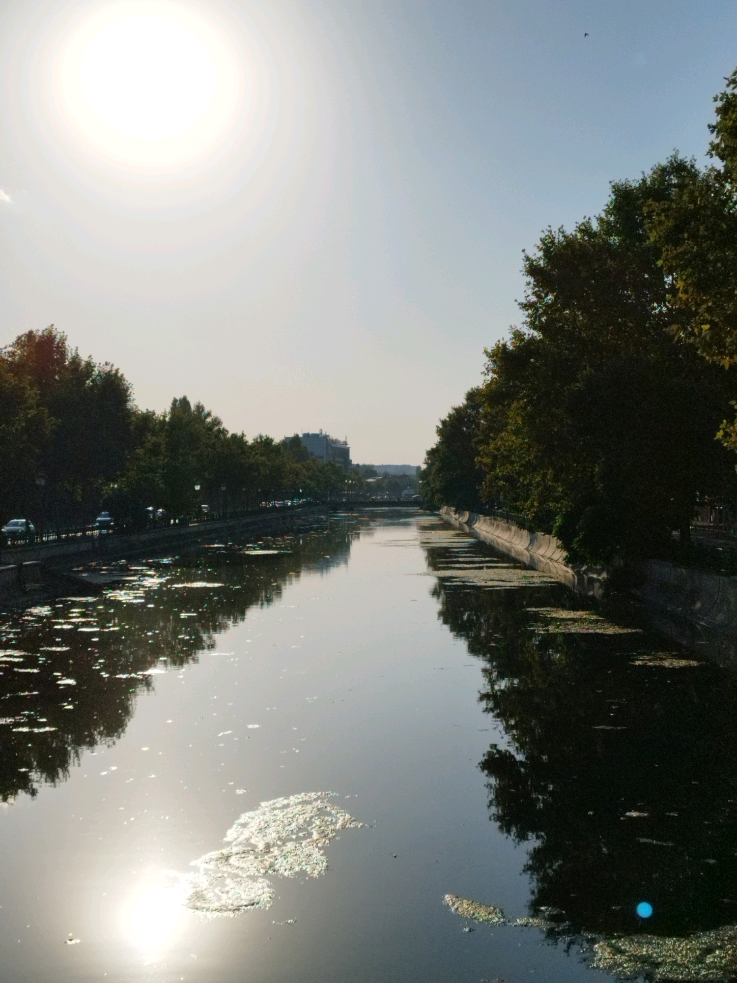 This is a landscape photograph of a canal in Bucharest, Romania, on a bright, sunny day. The sun is high in the sky and slightly to the left, casting a strong glare on the water. The canal is lined on both sides with trees, and on the left bank, a road with cars is visible. Buildings are present in the distance. The water is calm and reflects the trees and the sky. There are patches of debris or vegetation floating on the surface of the canal, particularly in the foreground on the left. A bird is visible in flight in the upper right portion of the sky.