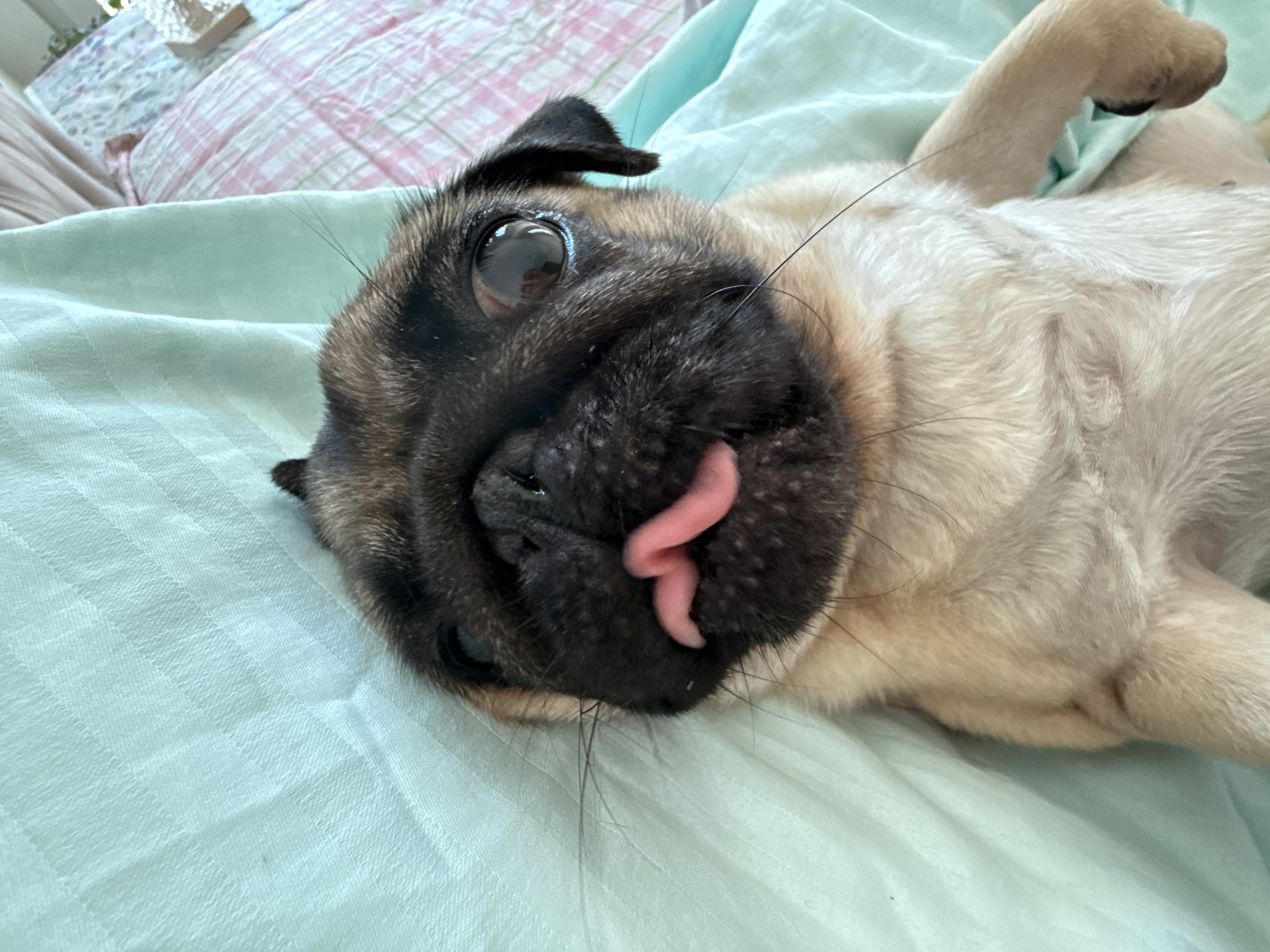 A pug puppy is lying on a light blue textured surface. The puppy is facing the camera with its tongue sticking out. The puppy has a black face with big brown eyes. The background is blurred, showing a pink and white checkered pattern. The image is a close-up shot, focusing on the puppy's face and upper body.