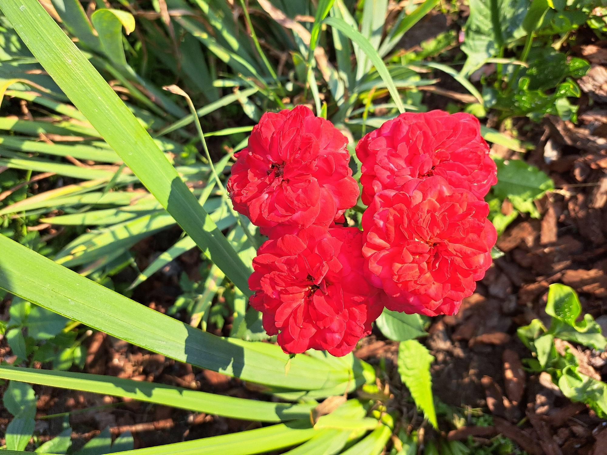 The image displays a close-up, overhead view of a cluster of vibrant red roses blooming in a garden. The roses are fully open, revealing their densely packed petals. Behind the flowers, a backdrop of tall, green, sword-like leaves is visible, along with dark brown mulch covering the soil. The lighting suggests it is daytime, with sunlight casting shadows and highlighting the textures of the petals and leaves. The location is identified as Chernetsk, Russia, though no specific urban features or structures are present in the frame. The scene is a natural outdoor setting, focused entirely on the botanical elements.
