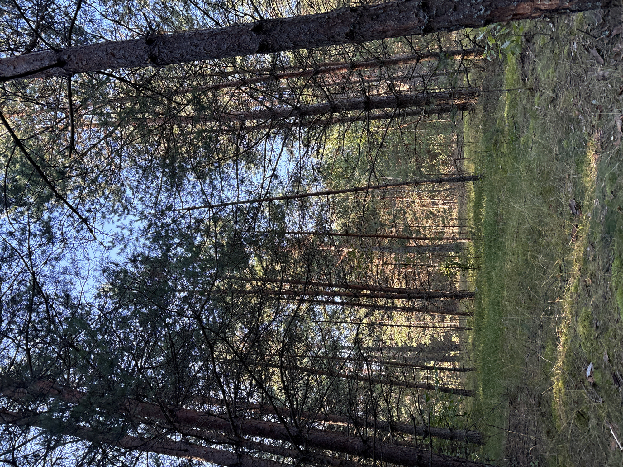 A low-angle view looks up into a dense forest of tall, slender pine trees under a bright blue sky. Sunlight filters through the upper branches, creating dappled patterns on the grassy ground and moss-covered forest floor below. The trees are closely spaced, with their rough, brown bark and sparse needles creating a thick canopy that obscures much of the sky. The undergrowth consists of long, dry grasses and patches of moss. The scene appears to be in a natural, undeveloped area, consistent with a rural setting such as the Трасцінскі сельскі Савет in Belarus. There are no people or animals visible in the image.