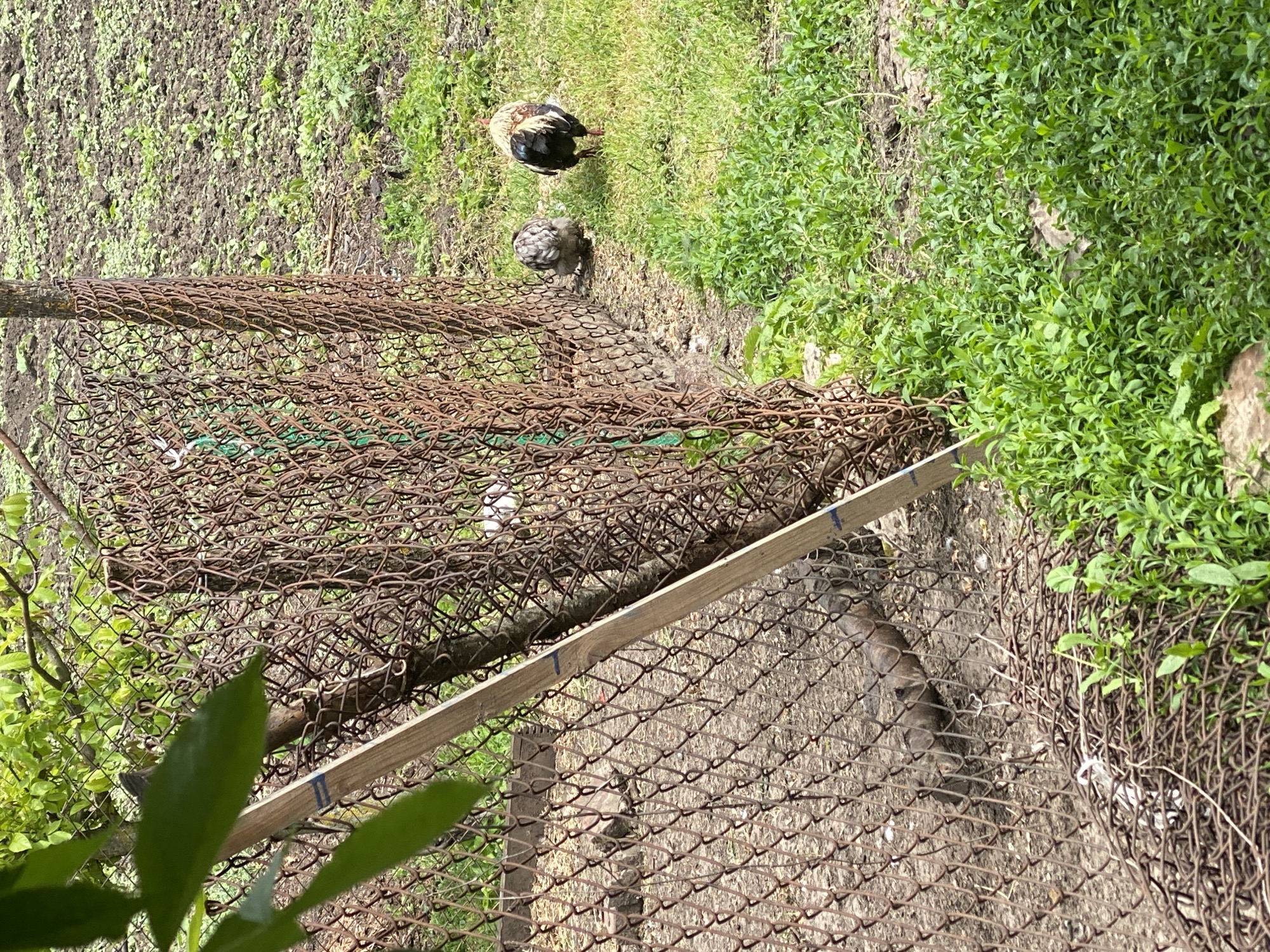 The image shows a scene in a yard, possibly in Matyashivka, Ukraine, given the prompt. A rusty chain-link fence is prominently featured in the foreground and middle ground, with a wooden board reinforcing it. Two chickens are visible on the other side of the fence, standing on grassy ground. The area beyond the fence consists of cultivated soil and patches of green vegetation. Green leaves are in the lower left corner.