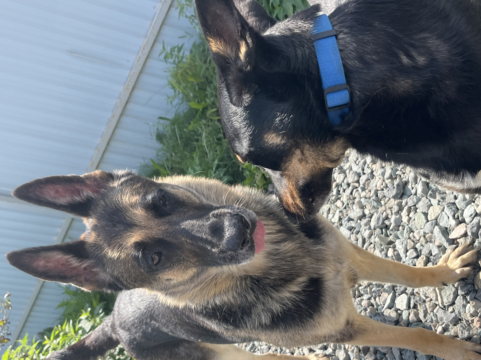 Two dogs are interacting outdoors on a sunny day. The dog in the foreground, on the right, is black with brown markings and wears a blue collar. It is facing left, with its head turned towards the other dog. The second dog, on the left, is a German Shepherd with tan and black fur. It is facing forward, with its tongue slightly out, and appears to be interacting with the black dog. The background consists of green foliage and a light blue corrugated metal fence. The ground is covered with gray gravel. The location is not discernible from the image.