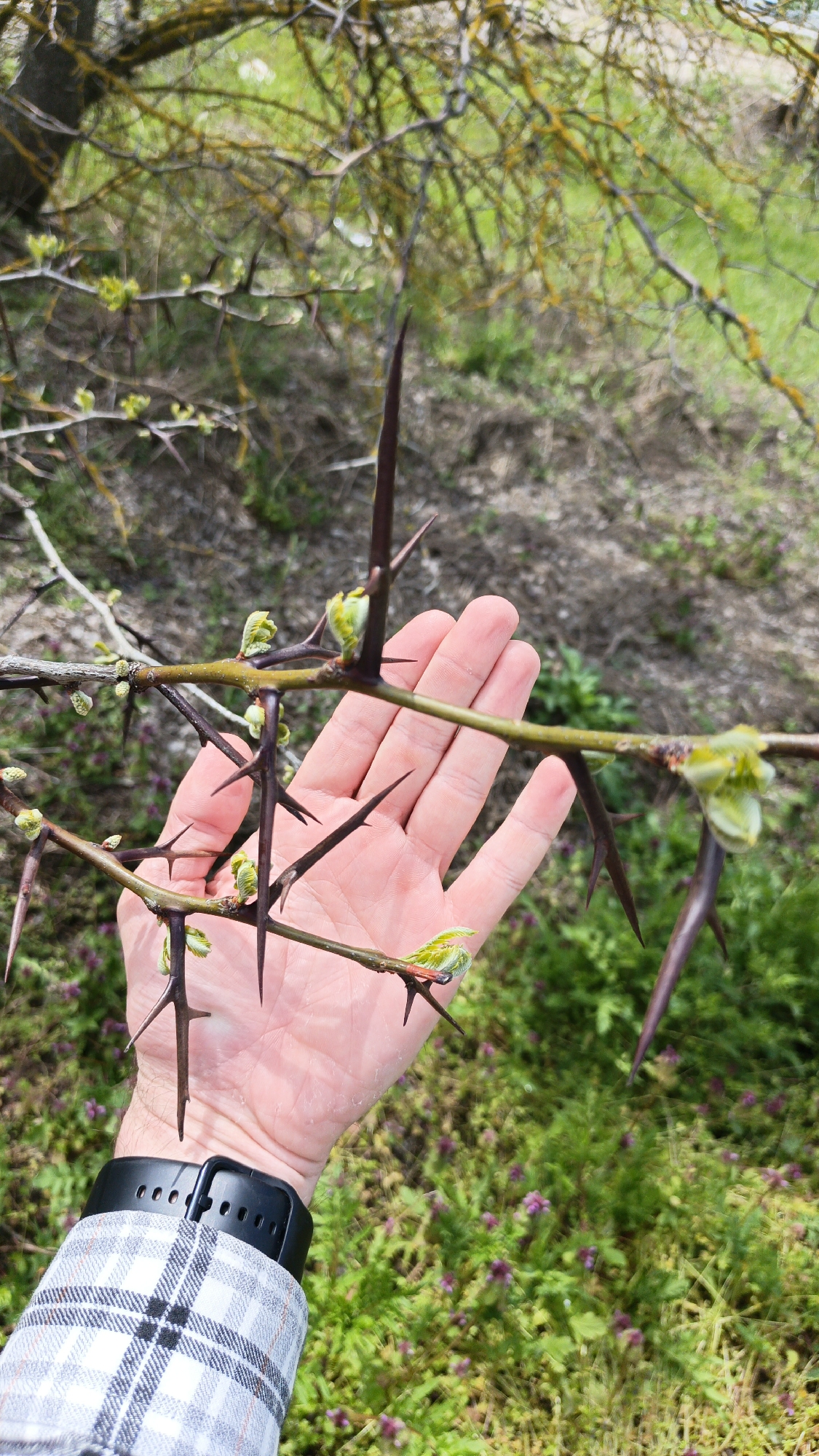 A person's open palm is held close to the branch of a thorny tree. The thorns are long, dark, and sharp, and the tree is sprouting new green leaves. The person is wearing a white and gray plaid shirt and a black smartwatch. The background includes green grass and other vegetation. The location is Krasny Kurgan, Russia.