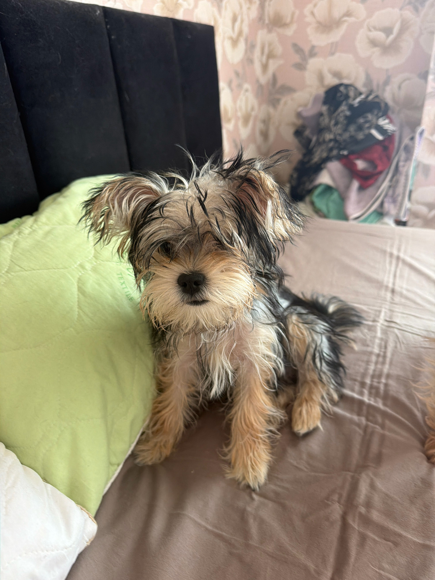 A small, fluffy dog with shaggy tan and black fur sits on a bed. The dog has dark eyes, a black nose, and ears that stick up. It is facing the camera, with its body angled slightly to the right. The dog is positioned on a brown-gray duvet cover. To its left is a bright green pillow, and to the left of that, a white pillow is partially visible. Behind the dog is a dark gray upholstered headboard. The background features floral wallpaper and a hamper filled with clothes. There is no indication of the city of Yessentuki, Russia, in this image.