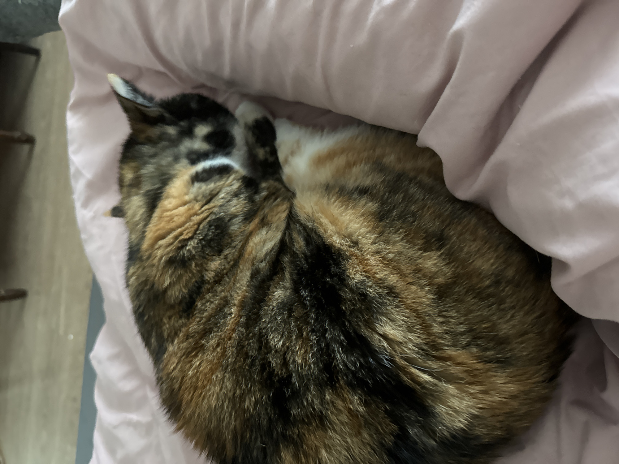 A calico cat is curled up asleep on a pink blanket or pillow. The cat's fur is a mix of black, brown, and white. The environment appears to be indoors.