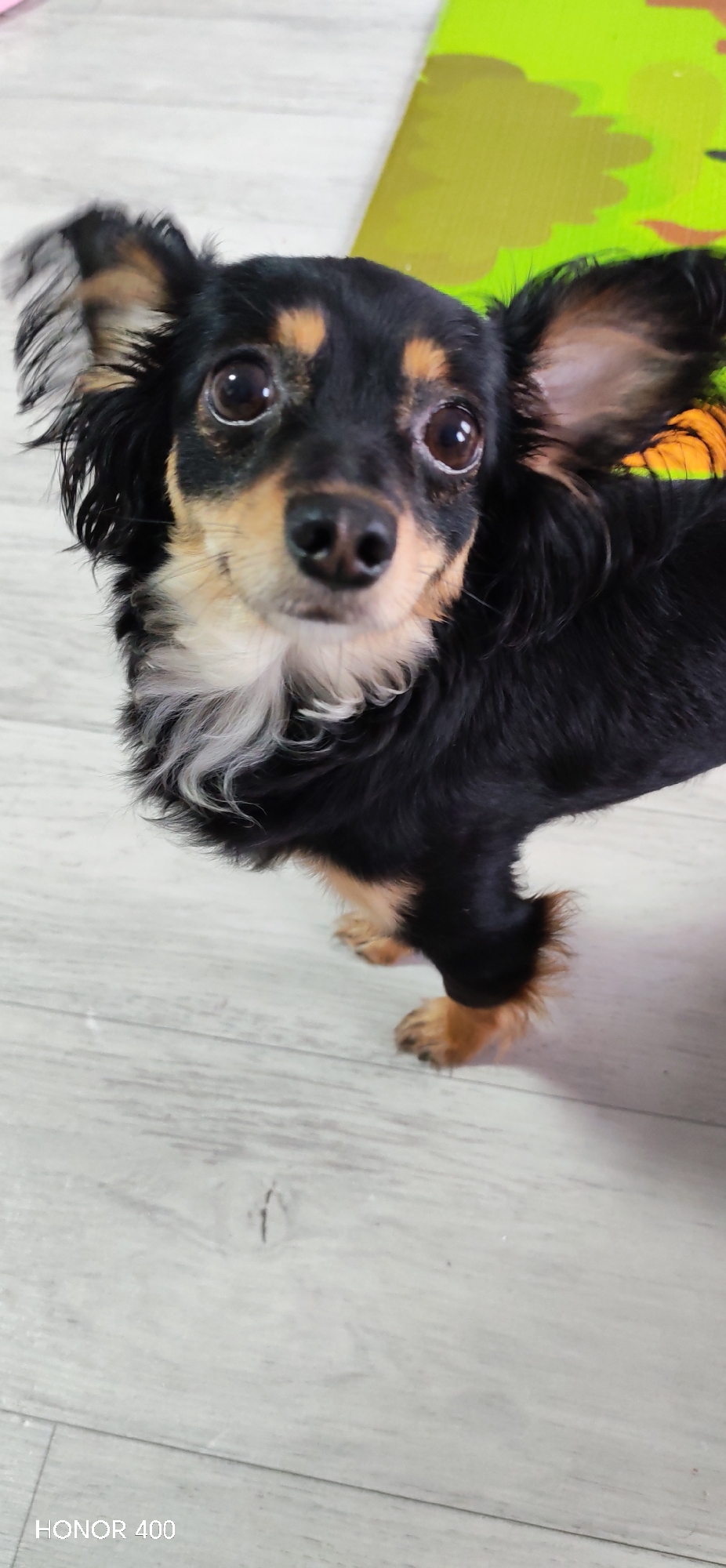 An eye-level indoor photograph features a small, long-haired dog, possibly a Chihuahua or a small mixed breed, looking directly at the camera. The dog has prominent black fur with tan markings above its eyes, on its cheeks, and on its front legs. A distinctive white, fluffy patch of fur covers its chest. Its large, dark eyes are bright and expressive, conveying curiosity. The dog's ears are perked, framed by longer black fur. It stands on a light-colored wooden floor with visible grain patterns. In the upper right background, a portion of a brightly colored green and yellow mat is visible. The overall lighting suggests it is daytime. The scene captures a candid moment in an indoor setting, likely a home in Пушкари, Russia. A watermark "HONOR 400" is visible in the bottom left corner of the image.