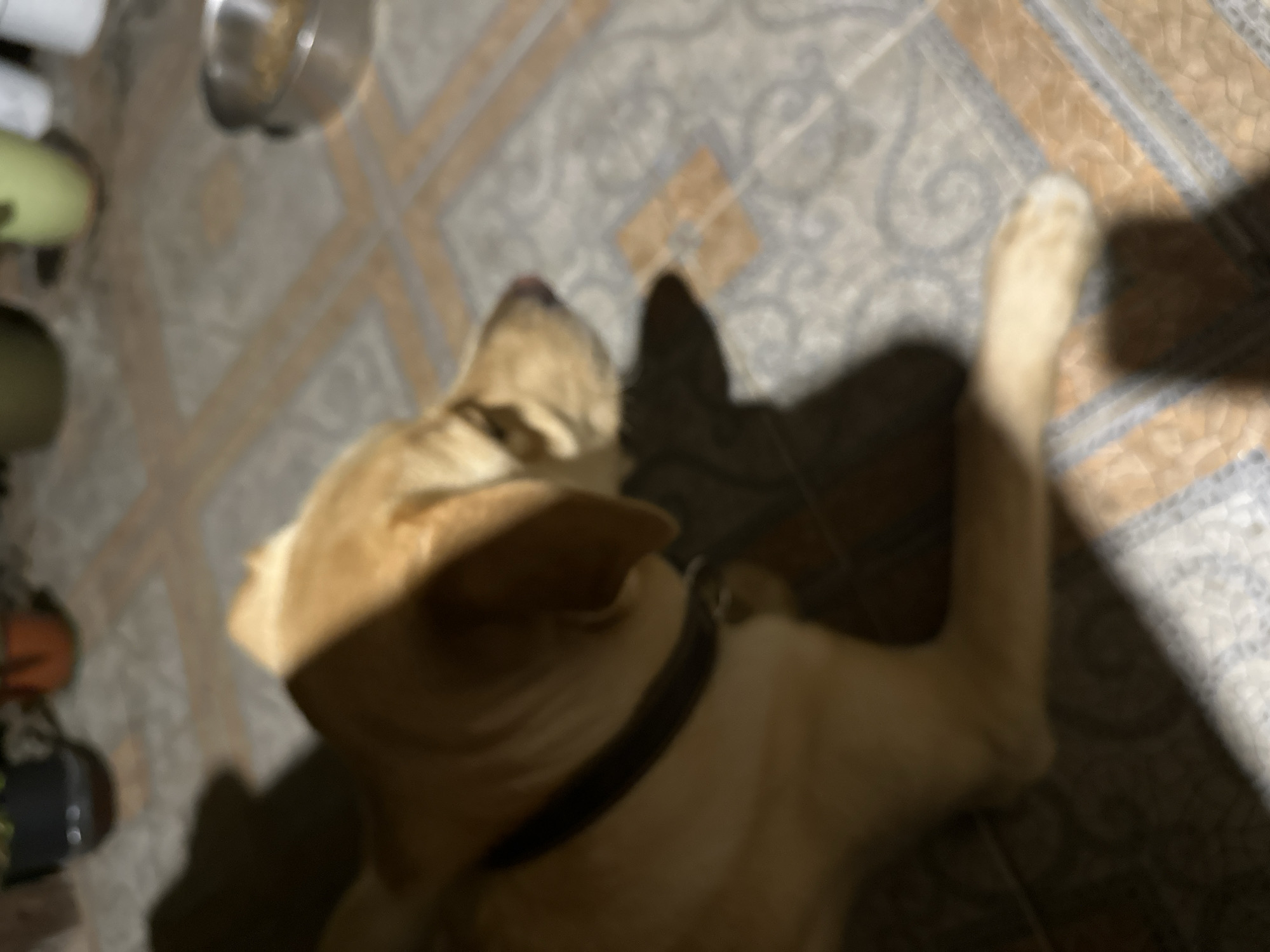 The image shows a medium-sized, light brown dog lying on a tiled floor. The dog is wearing a dark collar. The floor has a pattern of beige and grey tiles. In the background, there are some potted plants and a metal bowl, possibly containing dog food. The scene appears to be indoors or on a covered patio. There are no people visible in the image. The lighting suggests it is either evening or an indoor setting with artificial light. There is no indication of the city of Sochi, Russia.