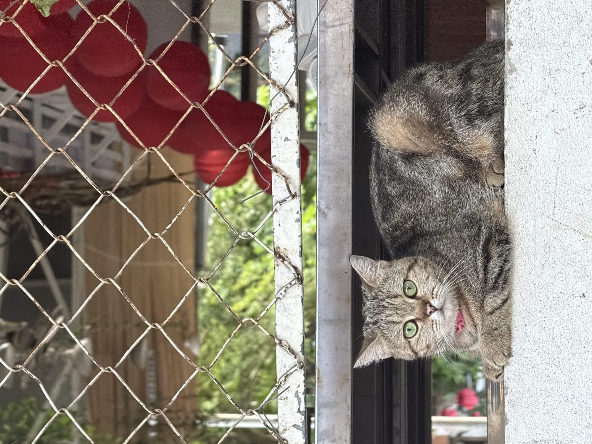 The image captures a curious tabby cat peering out from an opening, likely a window or balcony, on the right side of the frame. The cat is positioned vertically, with its head turned towards the viewer, displaying striking green eyes, a pink nose, and a slightly open mouth with a visible pink tongue, conveying an expression of curiosity or mild surprise. Its striped grey and brown fur is clearly visible.
To the left, a weathered and rusty chain-link fence occupies a significant portion of the foreground, running vertically through the image. Through the fence, several spherical, vibrant red objects are visible in the mid-ground, appearing to be decorative lanterns, which are common in Vietnamese culture and fit the location context of Đà Nẵng, Vietnam. Beyond these red decorations, blurred green foliage from trees or bushes and indistinct background structures suggest an outdoor environment. The immediate right edge of the frame shows a textured, light-colored wall. The scene is illuminated by bright, natural daylight, indicating it is daytime. No text is visible in the image.