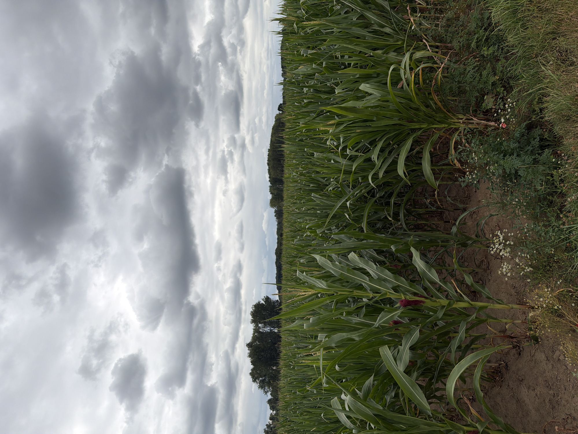 The image depicts a dense field of corn under a dramatic, overcast sky. The corn stalks are tall and green, with some showing developing red tassels. In the background, a line of trees forms a dark horizon against the grey clouds. The ground is a mix of dry soil and scattered low-lying weeds and small white flowers. The overall impression is of a rural landscape on a cloudy day. The image was taken in Melick, Netherlands.