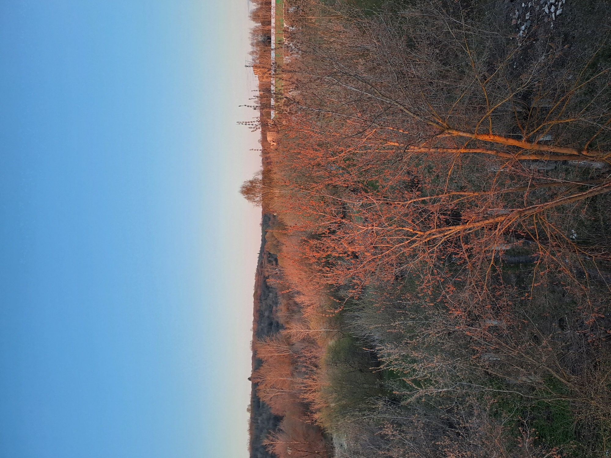 The image depicts a landscape scene in Bolshaya Elhovka, Russia at either dusk or dawn. The left portion of the image shows a gradient of blue sky, indicative of the time of day. A line of trees extends across the middle of the image, transitioning from trees with vibrant, reddish-orange branches and trunks to those with bare, gray branches. A flat, built-up area is visible in the upper right corner of the image, possibly indicating the edge of the town or a nearby industrial area. The foreground consists of dense vegetation and trees without leaves. No people or animals are visible.