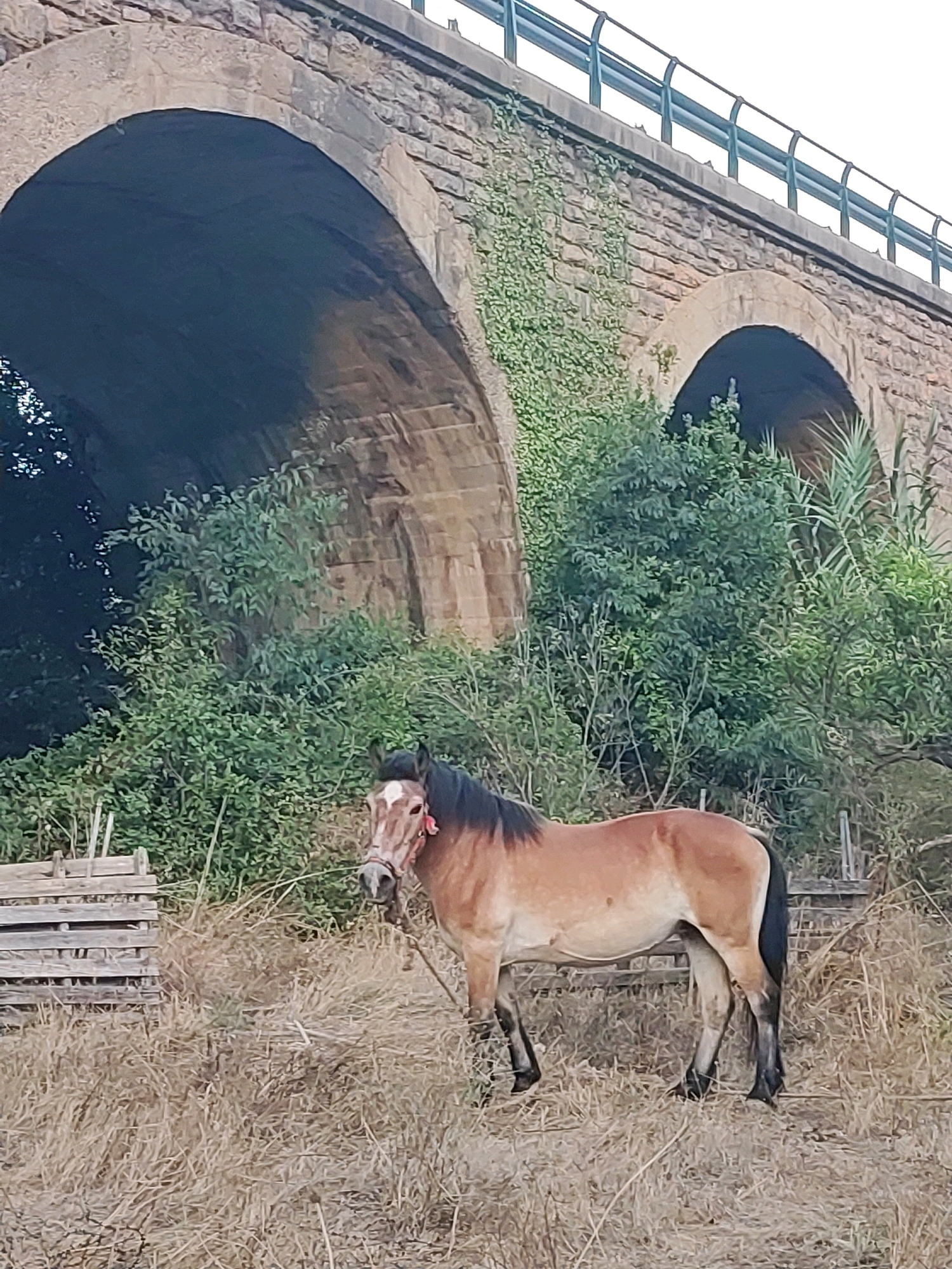 A brown horse stands in a dry, grassy field next to a stone bridge. The horse is facing the camera and appears to be wearing a bridle. The bridge has multiple arches and is covered in ivy. In the background, there are dense green trees and some wooden structures. The sky is overcast. The scene is set in Suera, Spain.